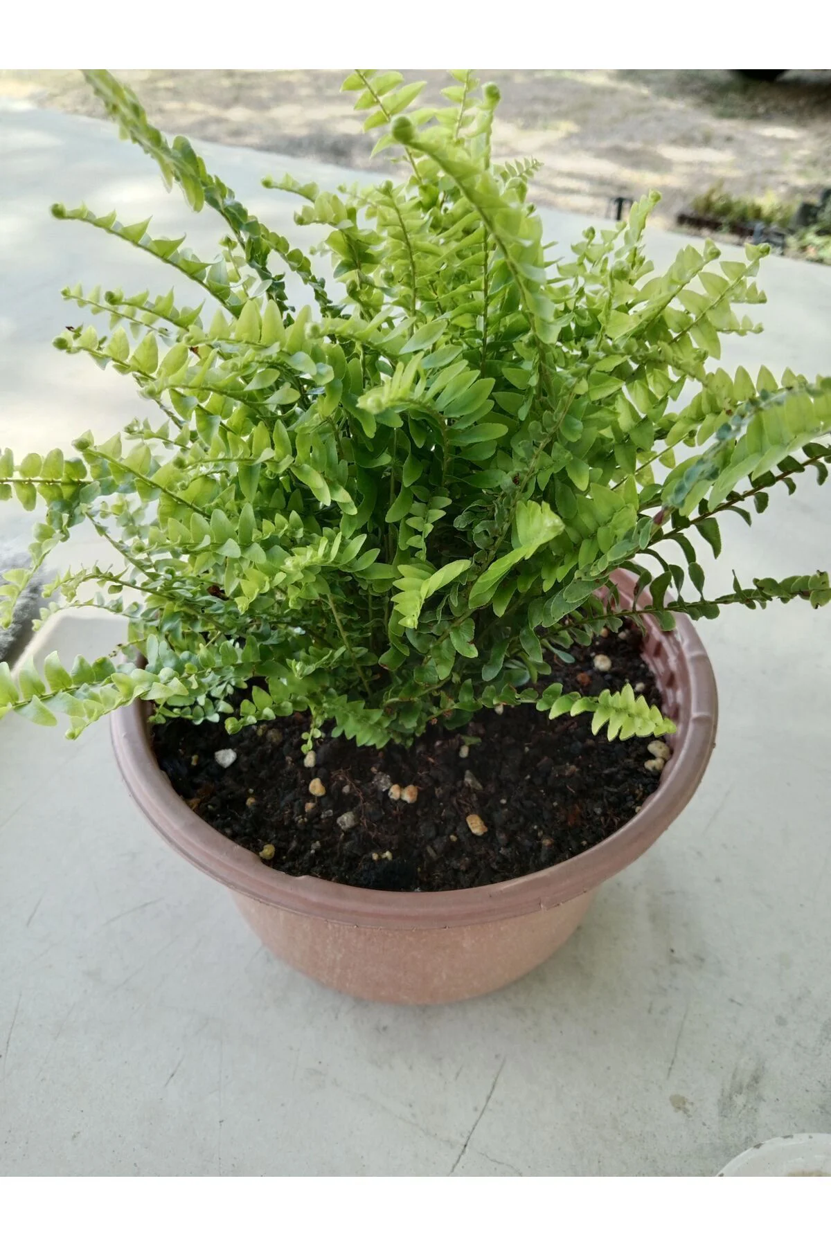 Aşk Merdiveni ( Nephrolepis ) ( 15 Cm Saksıda ) 30 - 40 Cm Arası