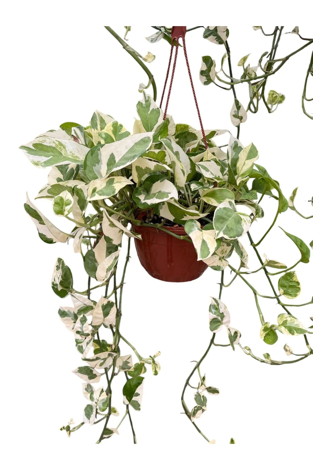 Askılı Alacalı Patos Salon Sarmaşığı (Pothos Njoy - Epipremnum Au