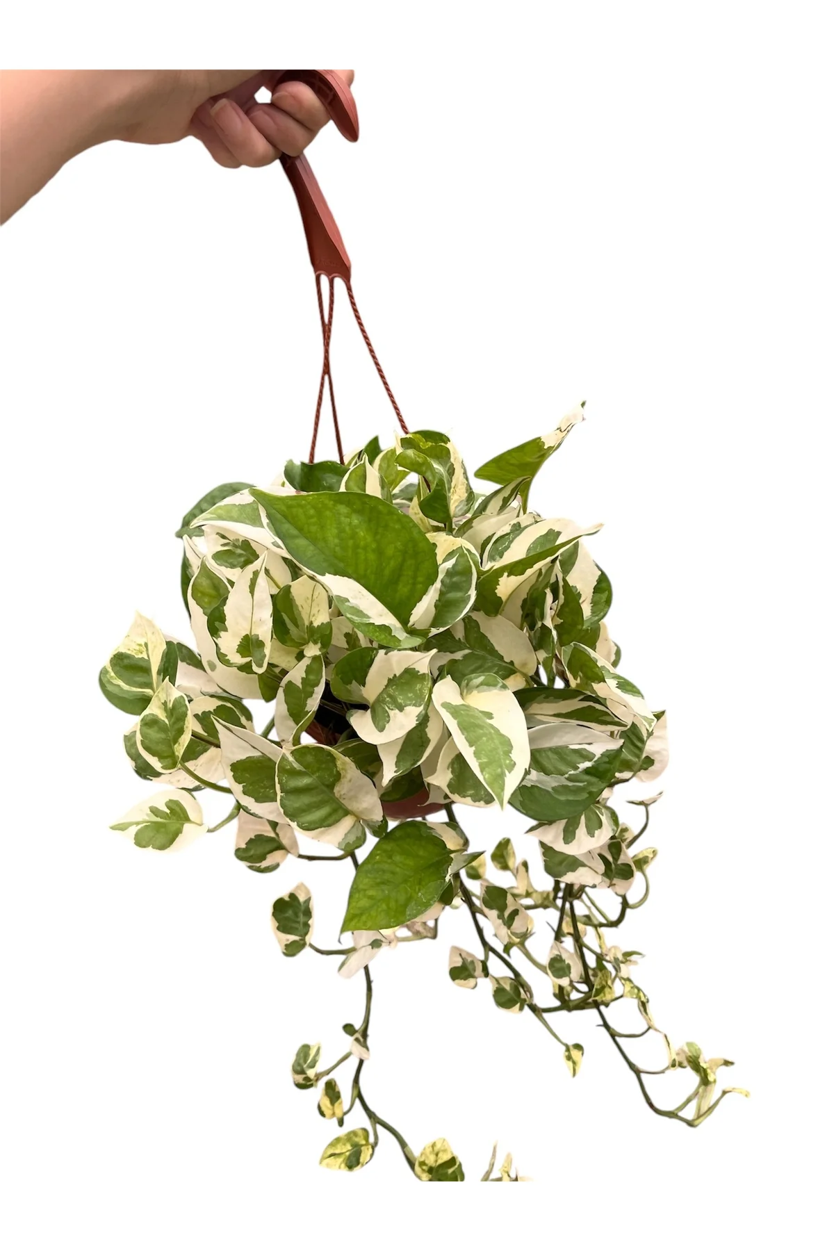 Askılı Alacalı Patos Salon Sarmaşığı (Pothos Njoy - Epipremnum Au