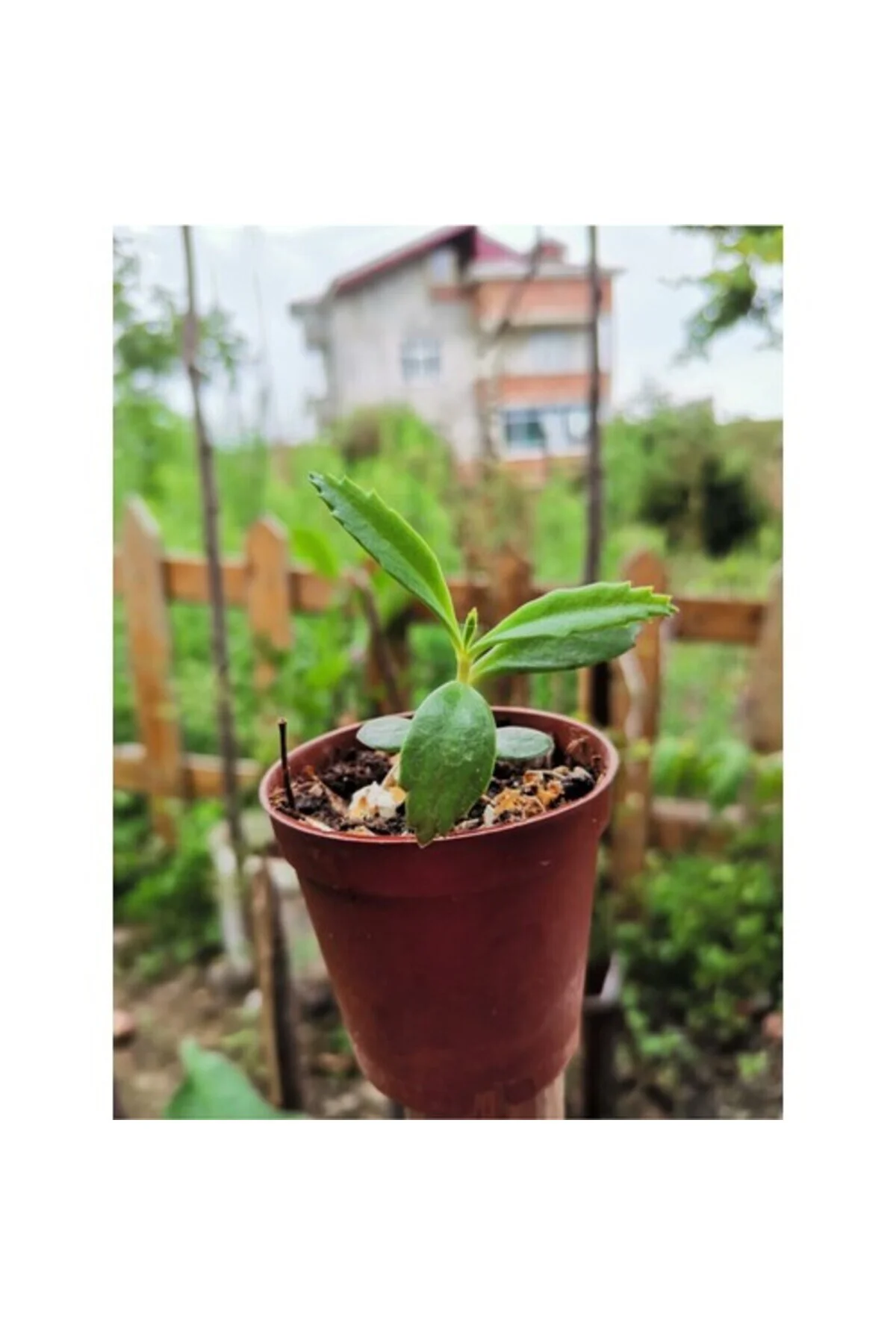 Aşkın Gözyaşı Çiçeği 10-20 cm Aşkın Gözyaşı Çiçeği 10-20 cm - Görsel 2