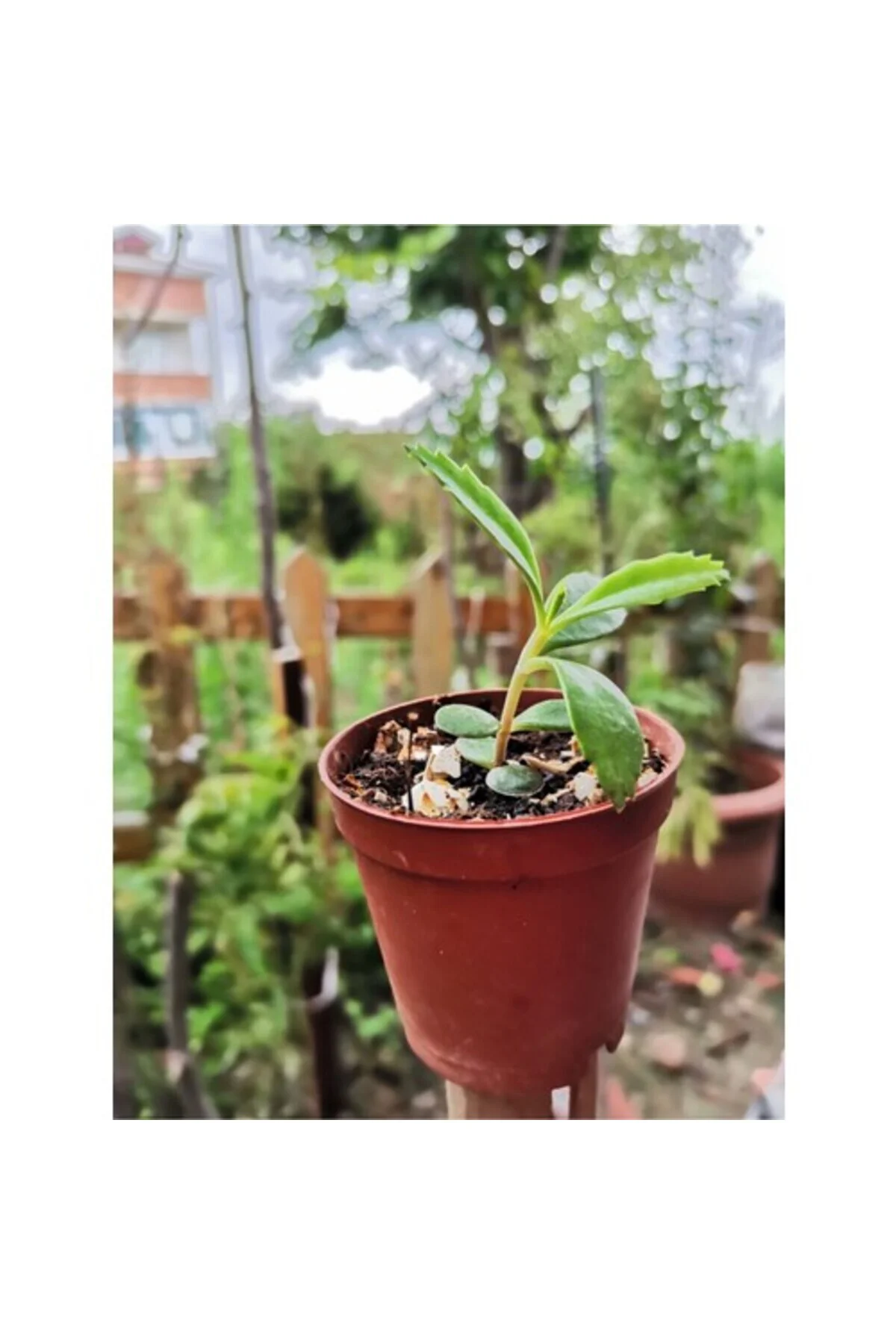 Aşkın Gözyaşı Çiçeği 10-20 cm Aşkın Gözyaşı Çiçeği 10-20 cm