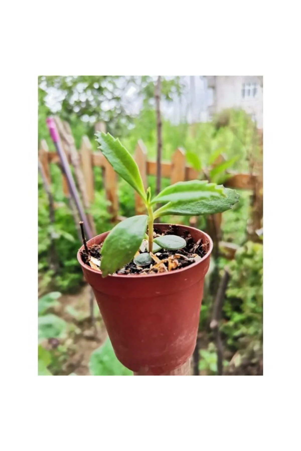 Aşkın Gözyaşı Çiçeği 10-20 cm Aşkın Gözyaşı Çiçeği 10-20 cm - Görsel 3