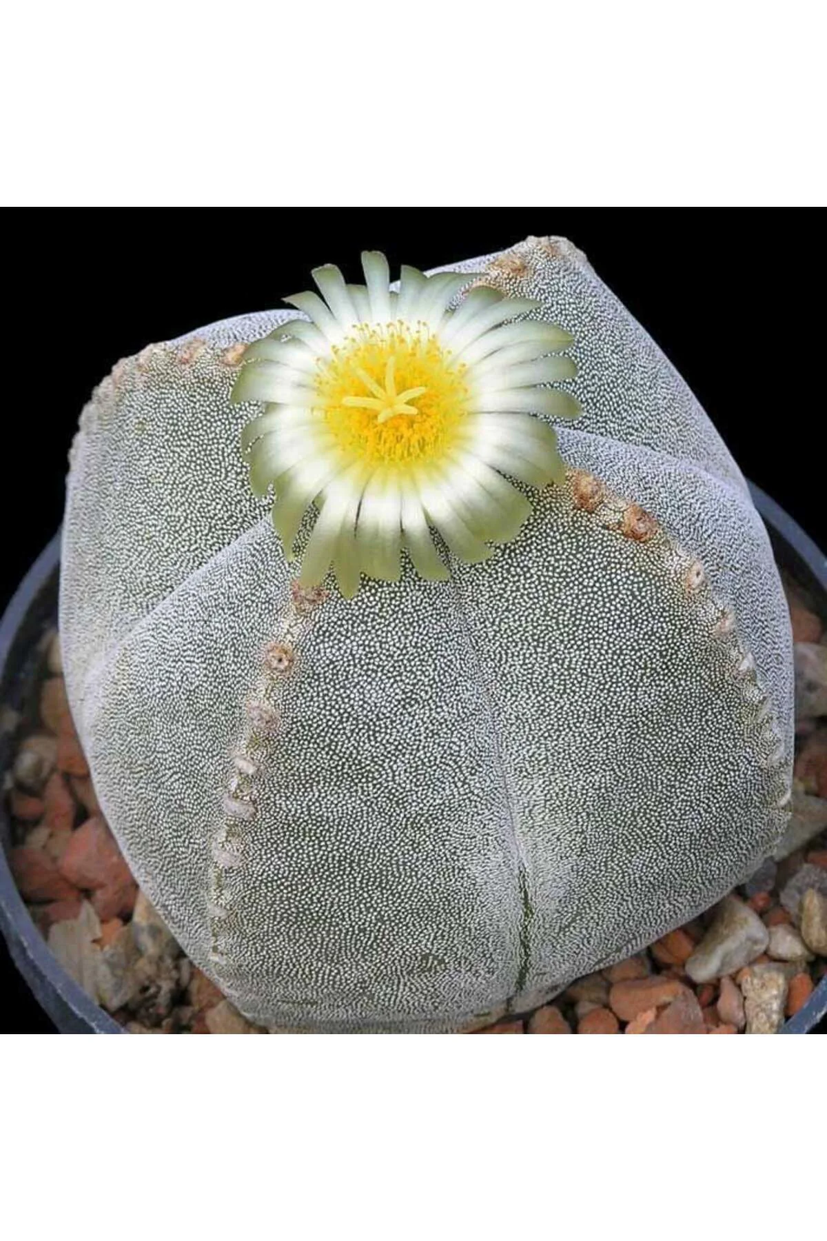 Astrophytum myriostigma tohumu 4 loblu Astrophytum myriostigma tohumu 4 loblu