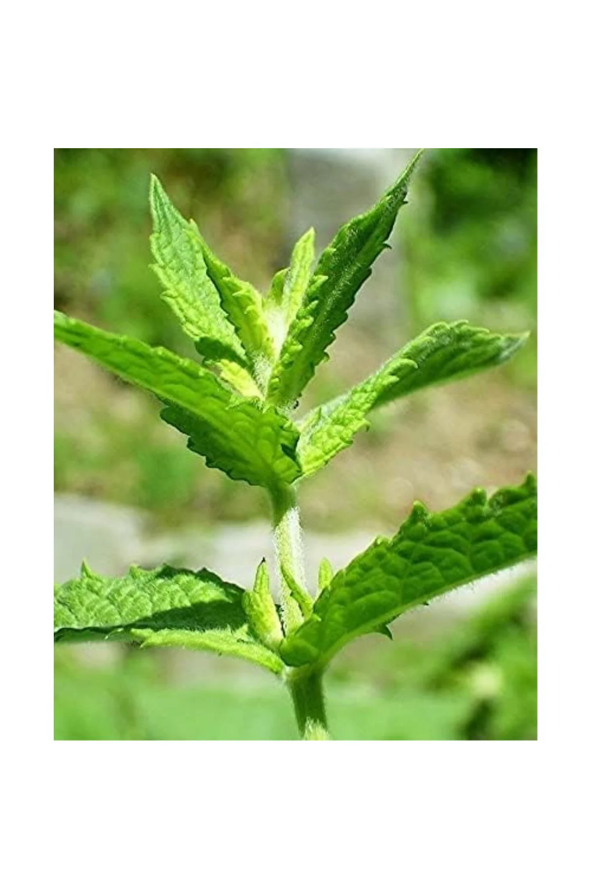 ATA TOHUMU YERLİ ANADOLU NANESİ 0.1 GRAM TOHUM
