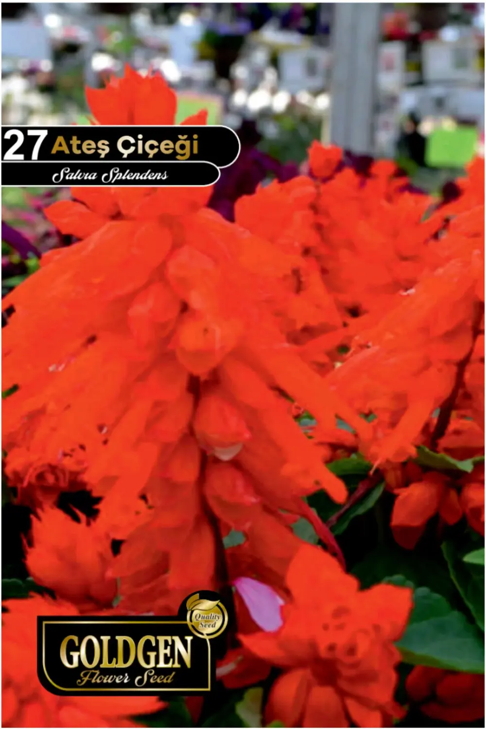 Ateş Çiçeği Tohumu