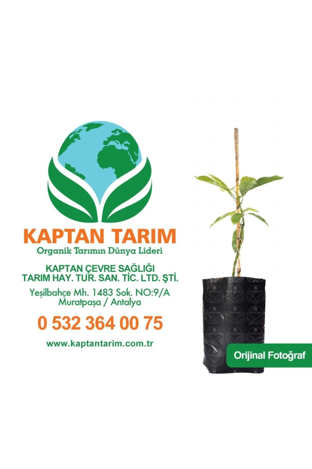 Avakado Wurtz Fidanı 4 Adet