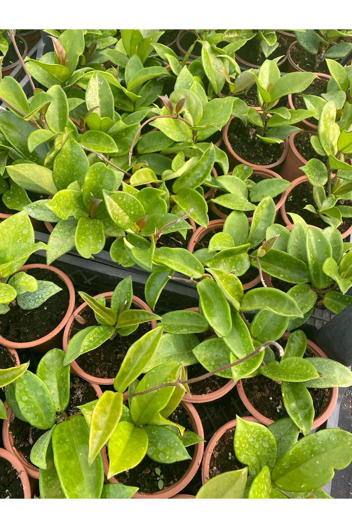Avantajlı Özel Tür Bordo Renk Mum Çiçeği 10-20Cm Hoya Carnosa