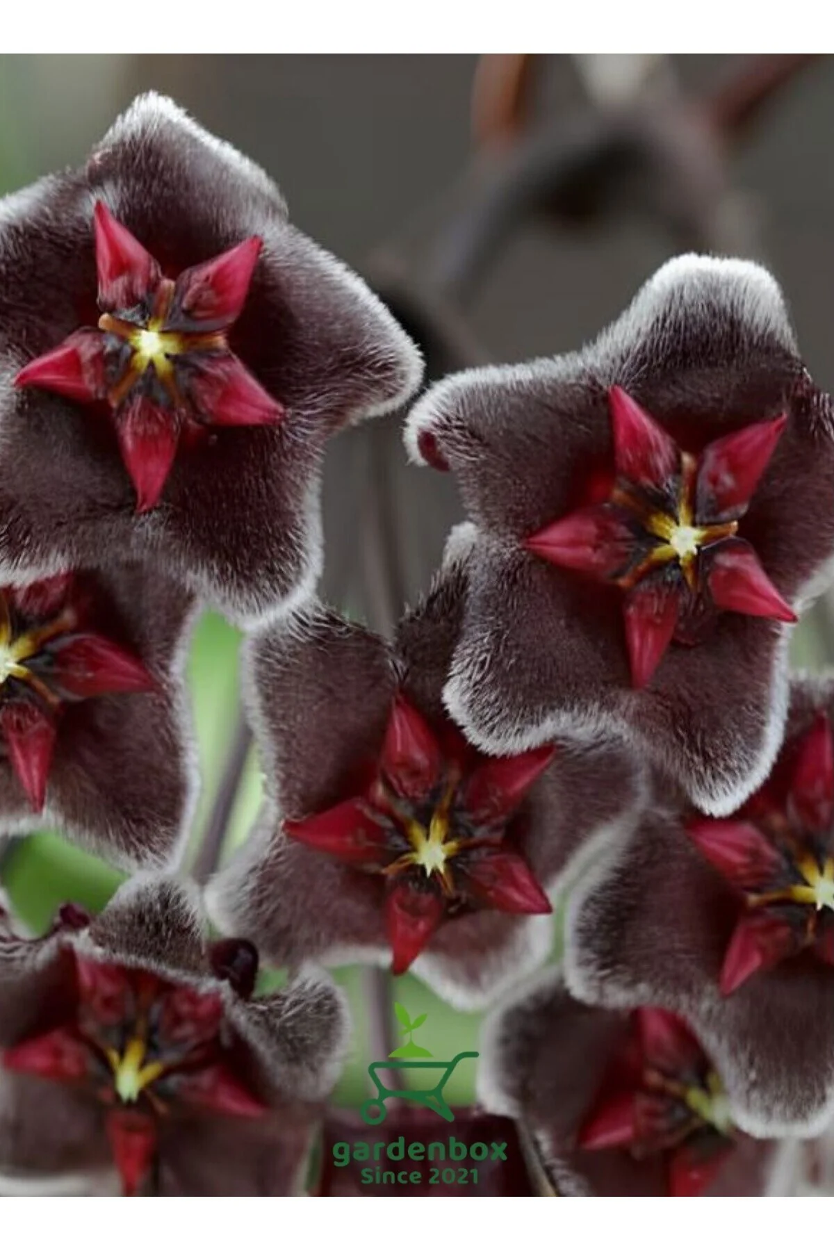 Avantajlı Özel Tür Bordo Renk Mum Çiçeği 10-20Cm Hoya Carnosa