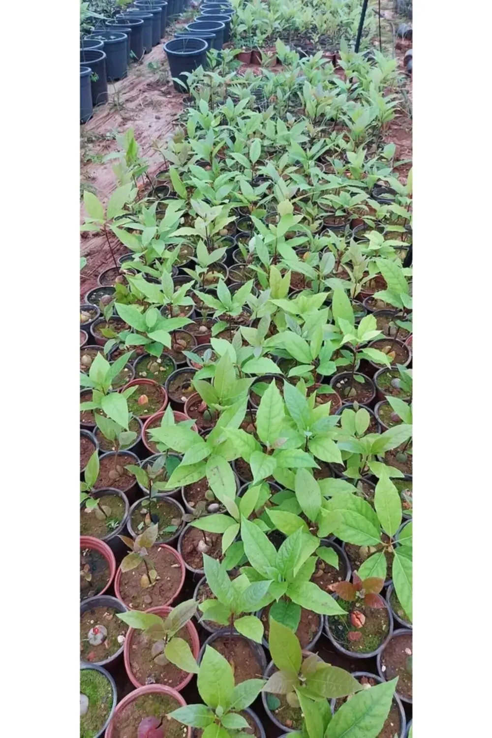 Avokado Bacon Fidanı Aşılı Sertifikalı Fidanı