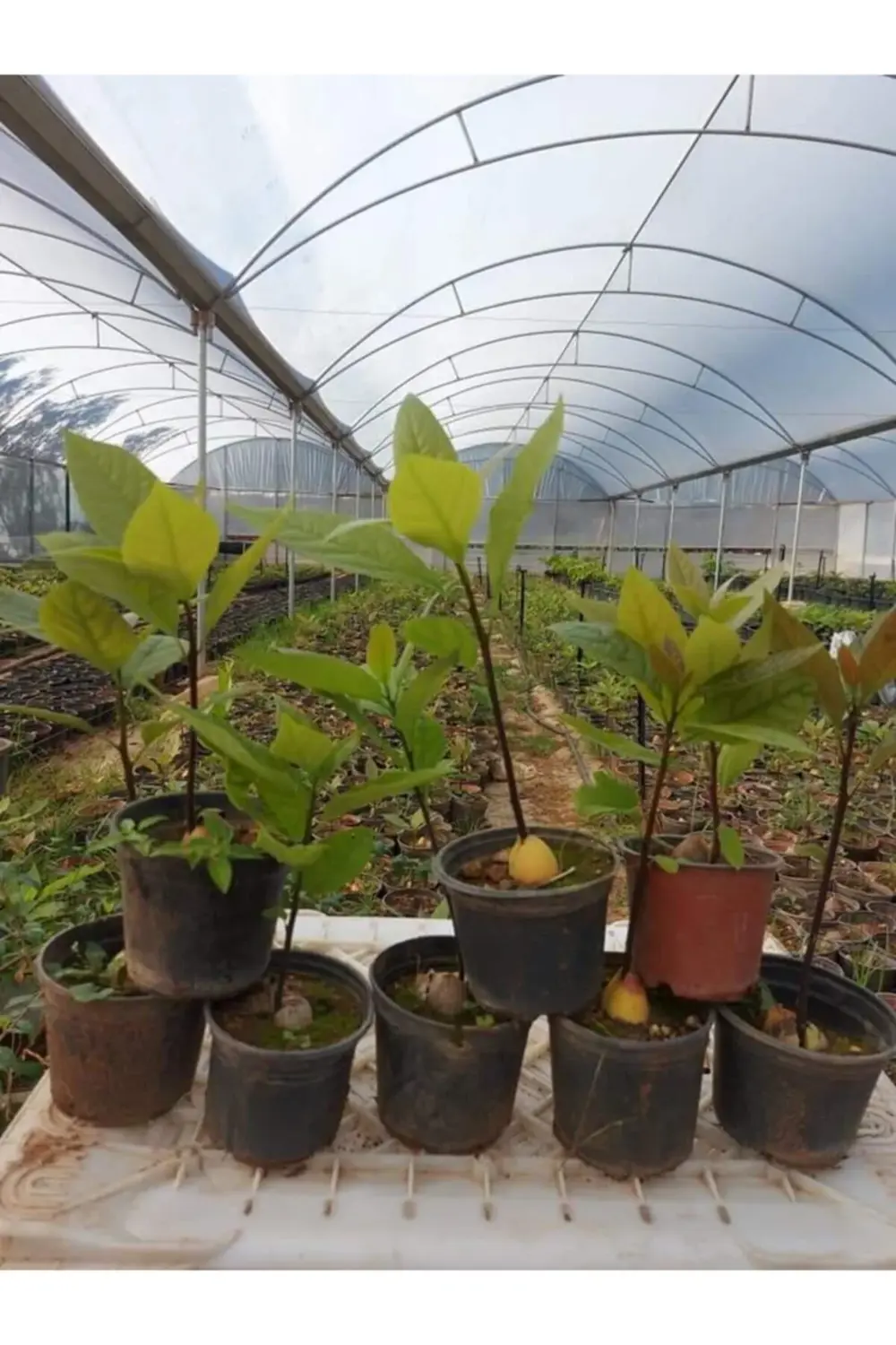 Avokado Bacon Fidanı Aşılı Sertifikalı Fidanı