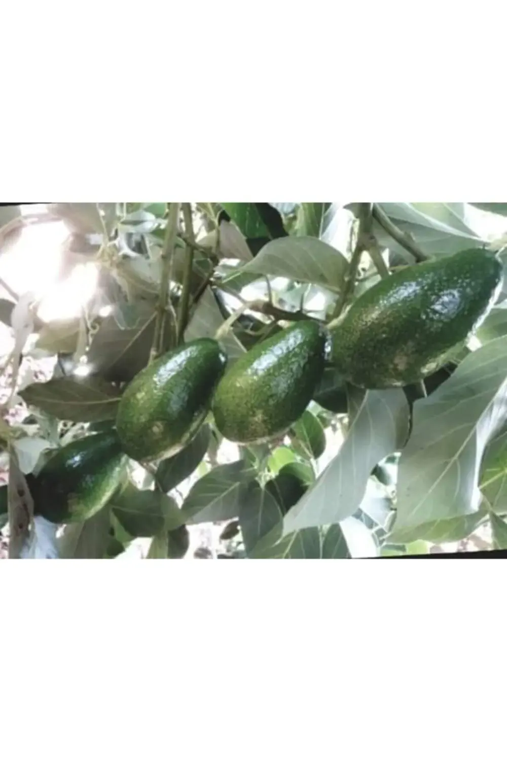 Avokado Bacon Fidanı Aşılı Sertifikalı Fidanı