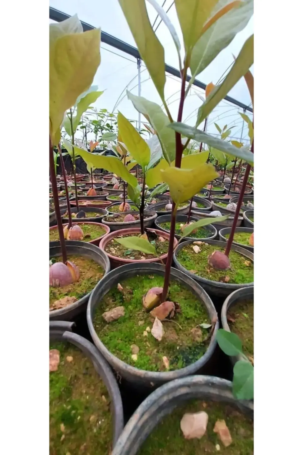 Avokado Bacon Fidanı Aşılı Sertifikalı Fidanı