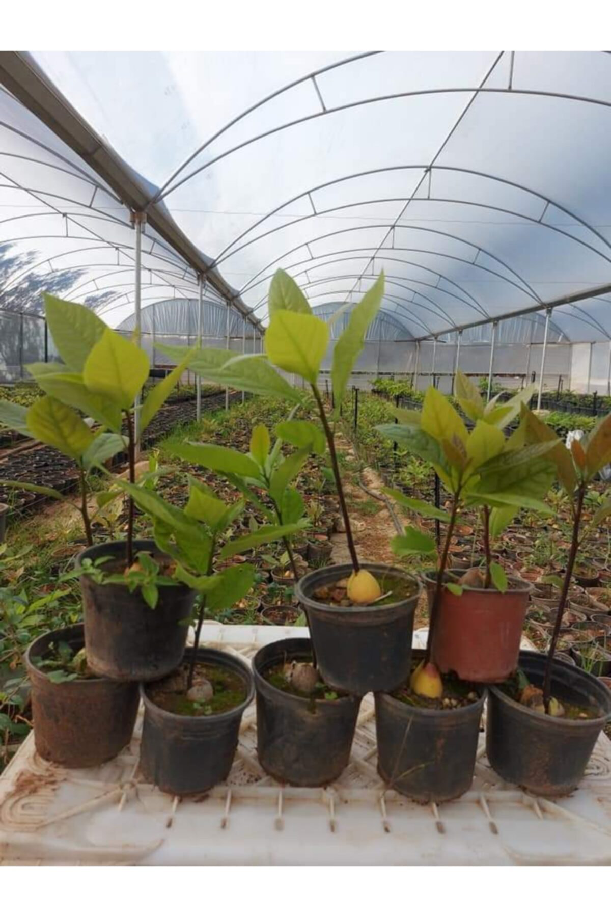 Bahçehome Avokado Bacon Fidanı Aşılı Sertifikalı Fidanı