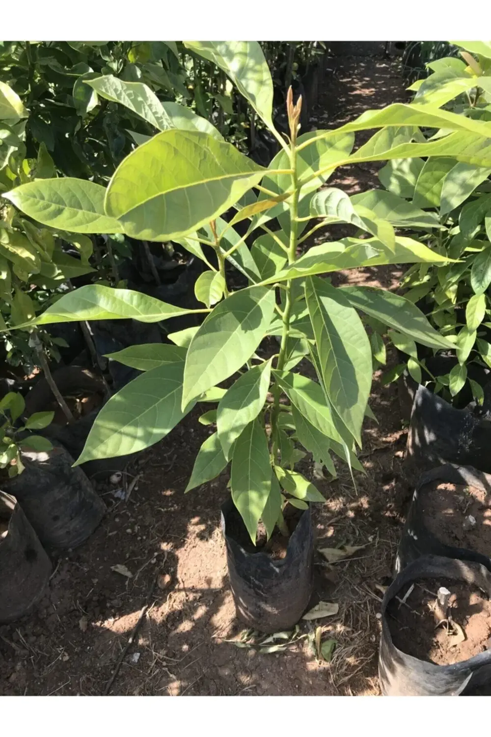 Avokado Fidanı 1 Yaşında Aşılı