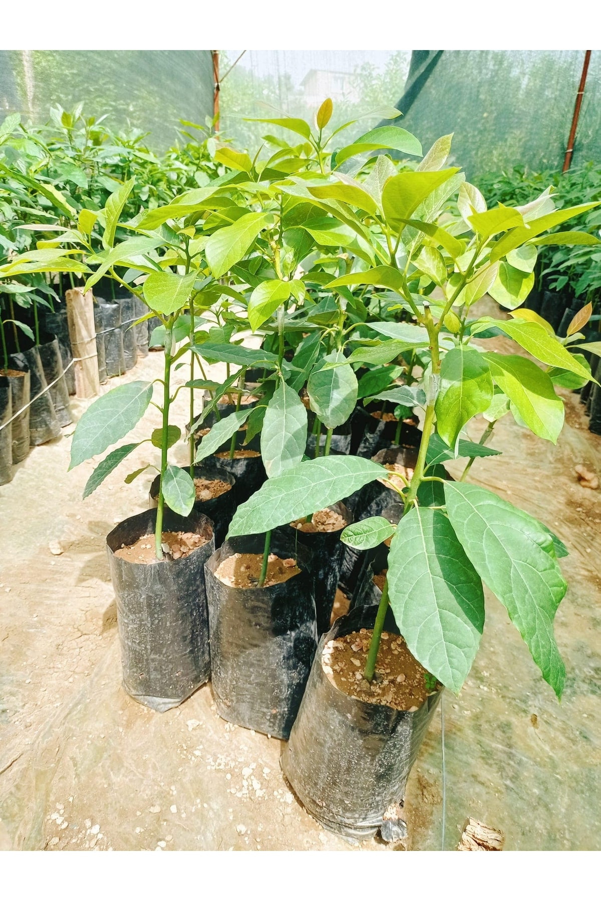 Avokado Fuerte Aşılı Tüplü