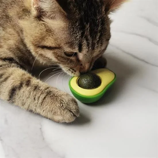 Avokado Model Yapışkanlı Kedi Oyuncağı Yenilebilir Kedi Nanesi Otu Bx40 Fiyatı, Yorumları ve Özellikleri