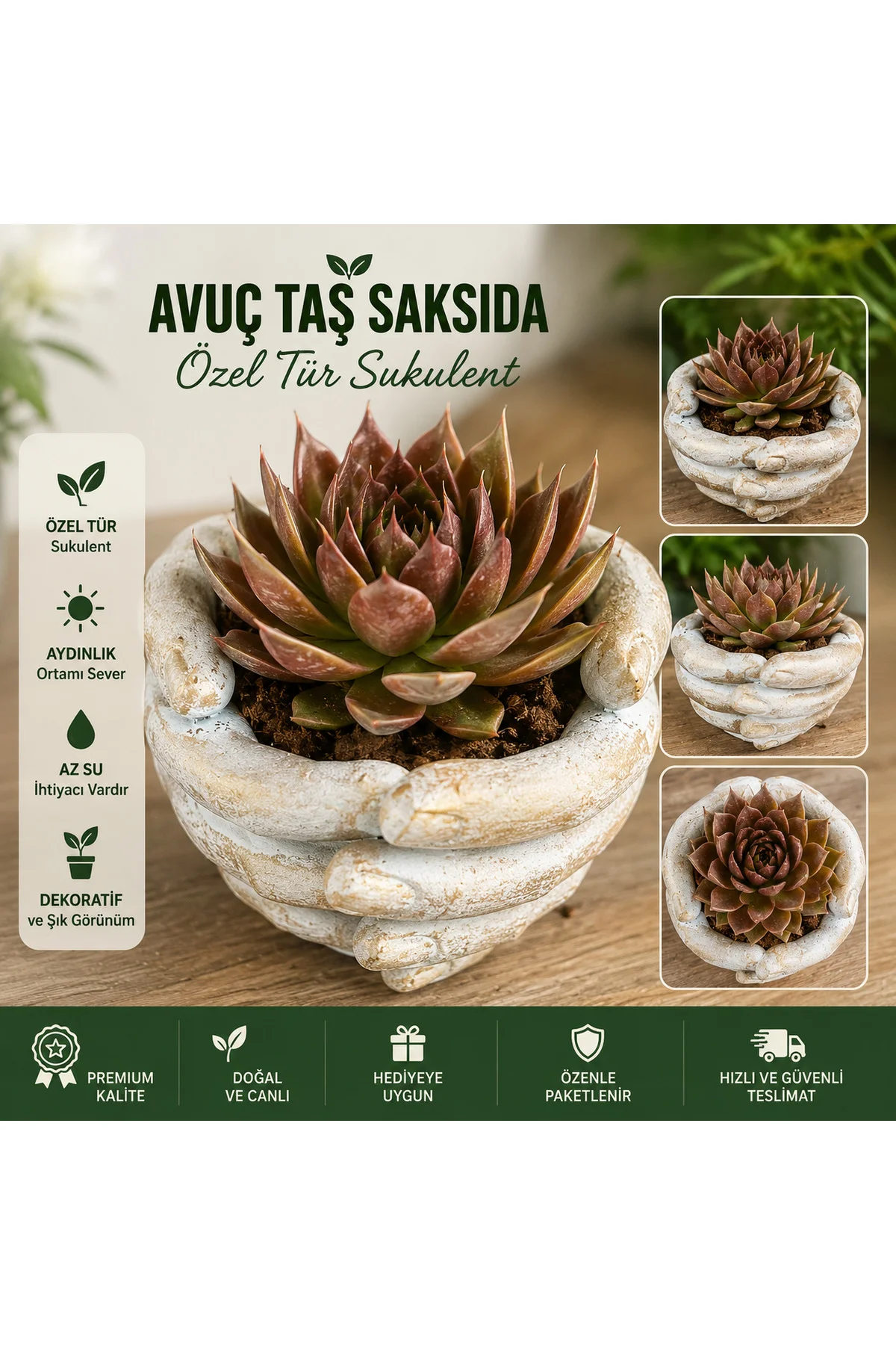 Avuç Taş Saksıda Özel Tür Sukulent | Dekoratif Canlı Sukulent Bit