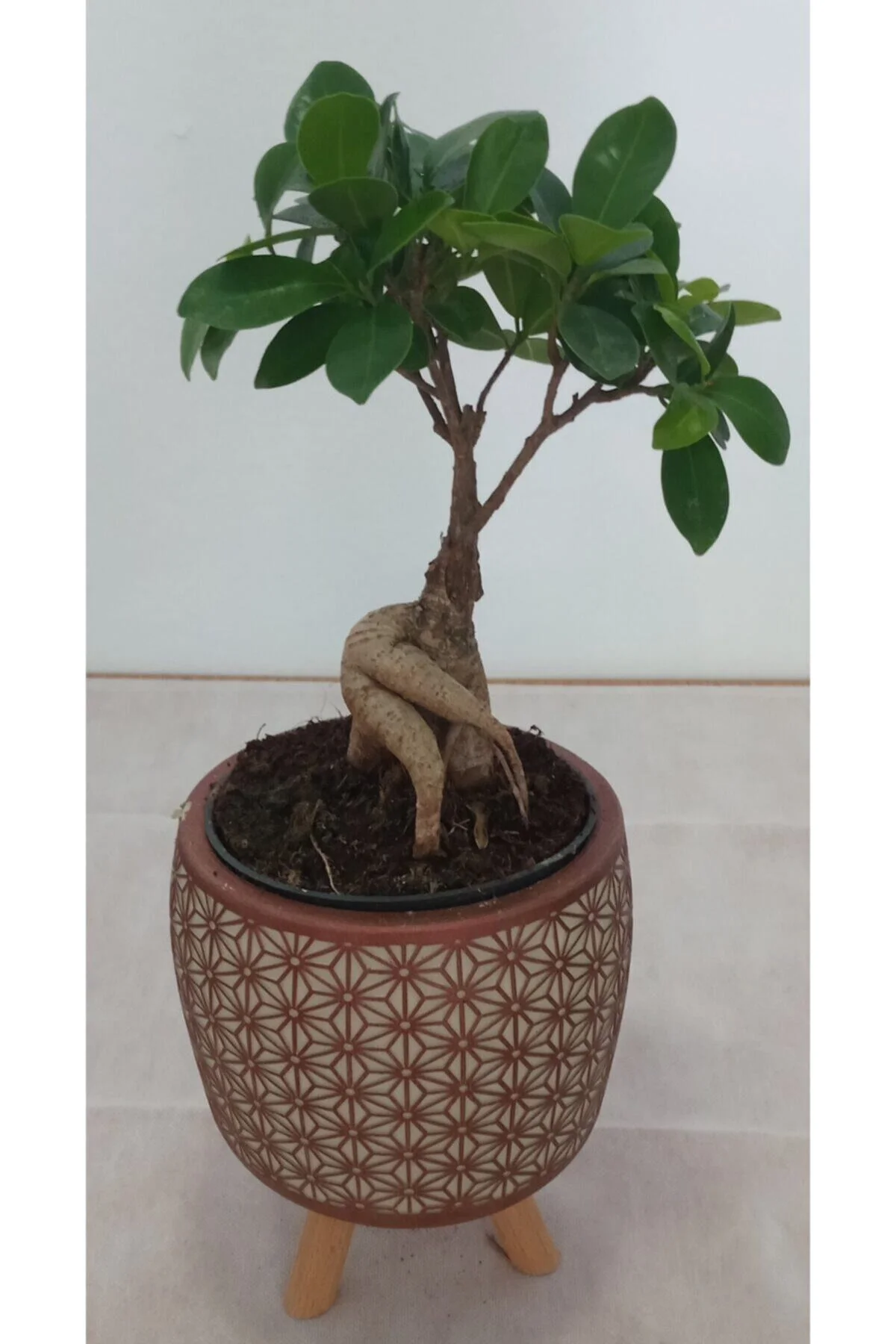 Ayaklı Dekoratif Taş Saksıda Bonsai Ayaklı Dekoratif Taş Saksıda Bonsai - Görsel 3