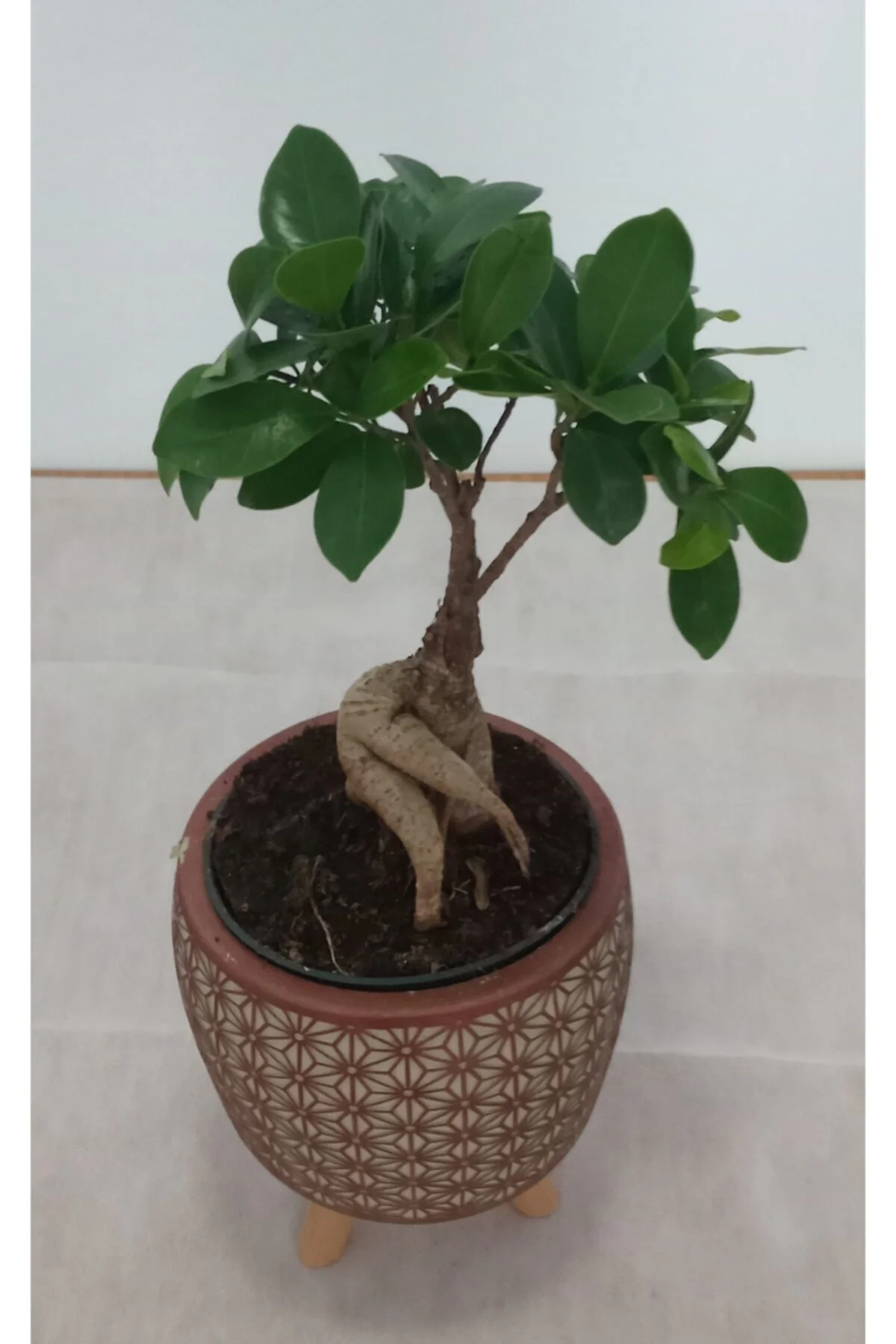 Ayaklı Dekoratif Taş Saksıda Bonsai Ayaklı Dekoratif Taş Saksıda Bonsai - Görsel 4