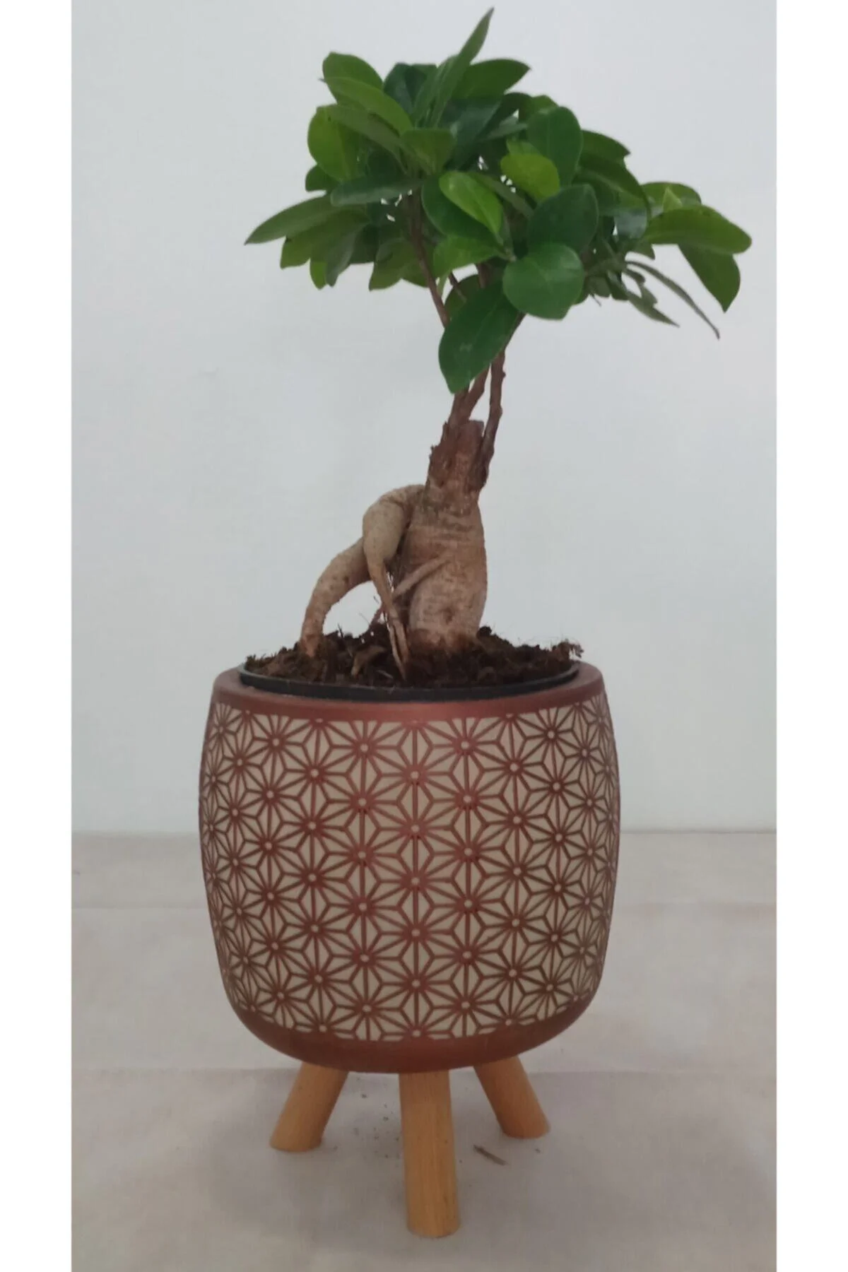 Ayaklı Dekoratif Taş Saksıda Bonsai Ayaklı Dekoratif Taş Saksıda Bonsai - Görsel 2