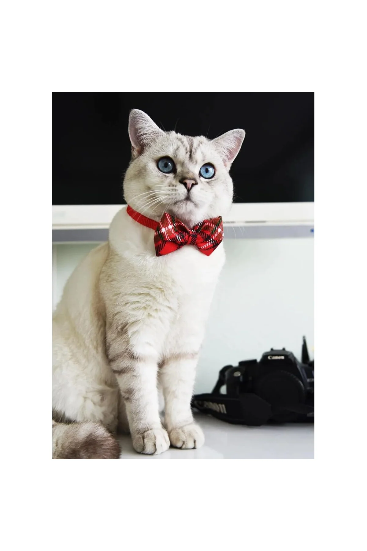 Ayarlanabilir Yeni Yıl Papyonlu Kedi Tasması (ÇINÇINLI)