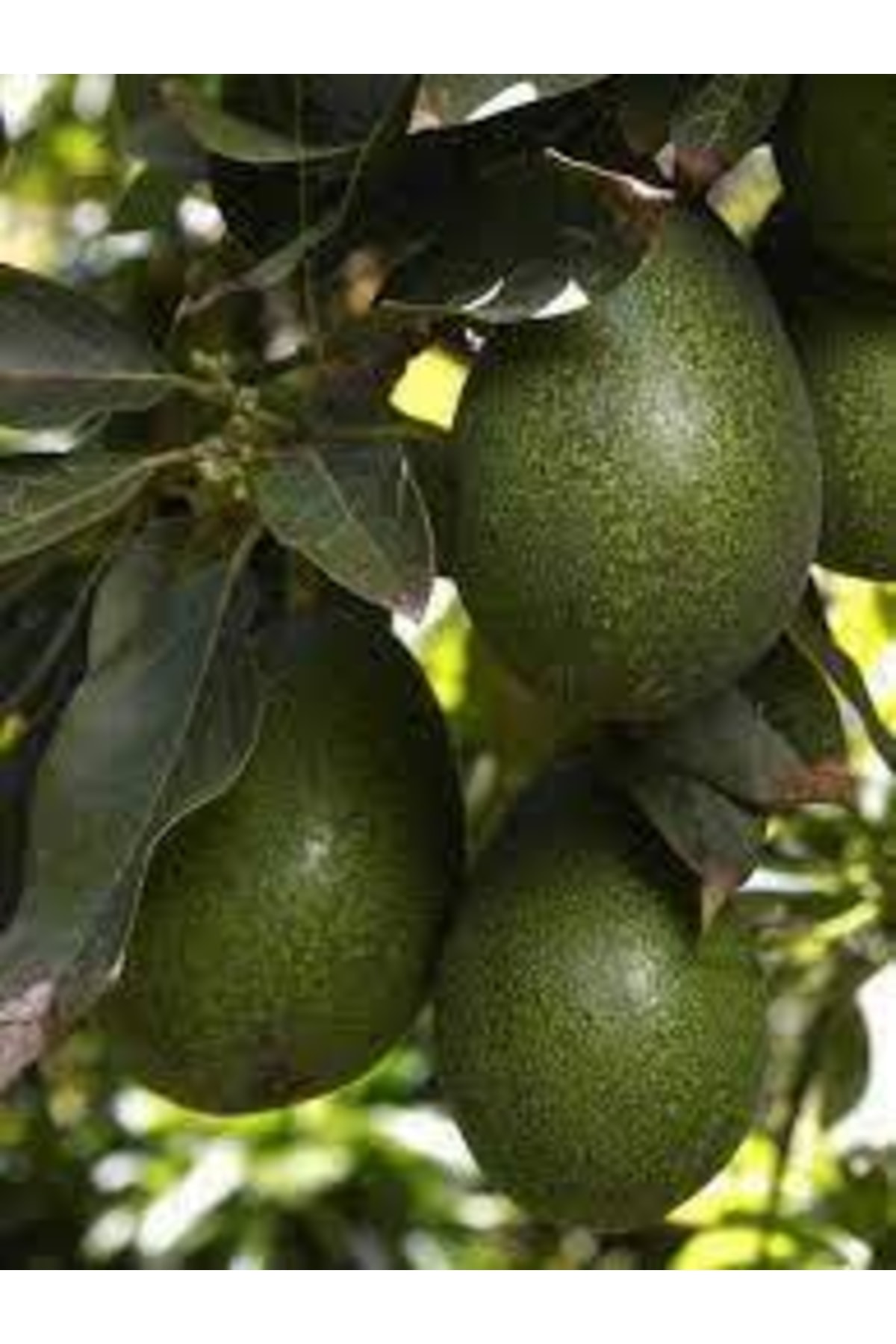 724Fidan Bacon Avokado Fidanı