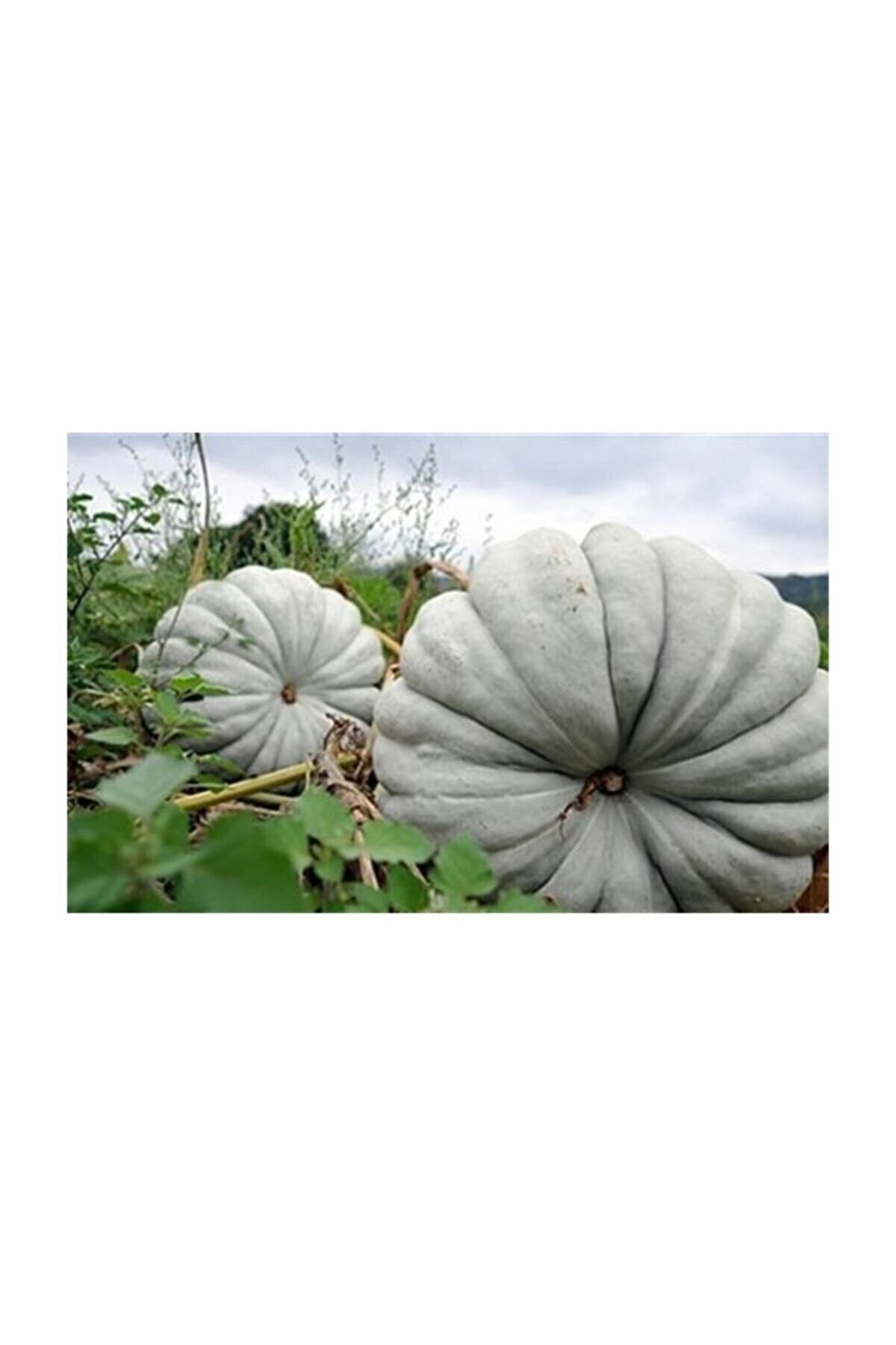 Şifagida Bal Kabak Tohumu (Kestane Kabağı) 20Ad