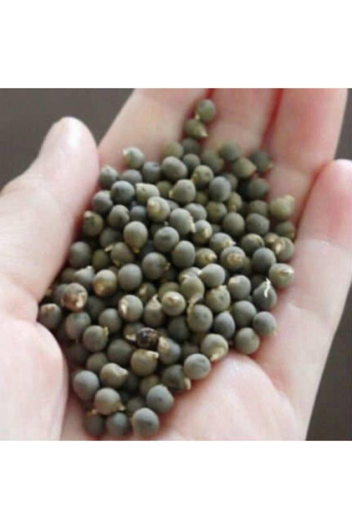 Bamya Tohumu Yerli 1 Kg (ilaçsız- Yenilebilir) 1. Kalite Balıkesi