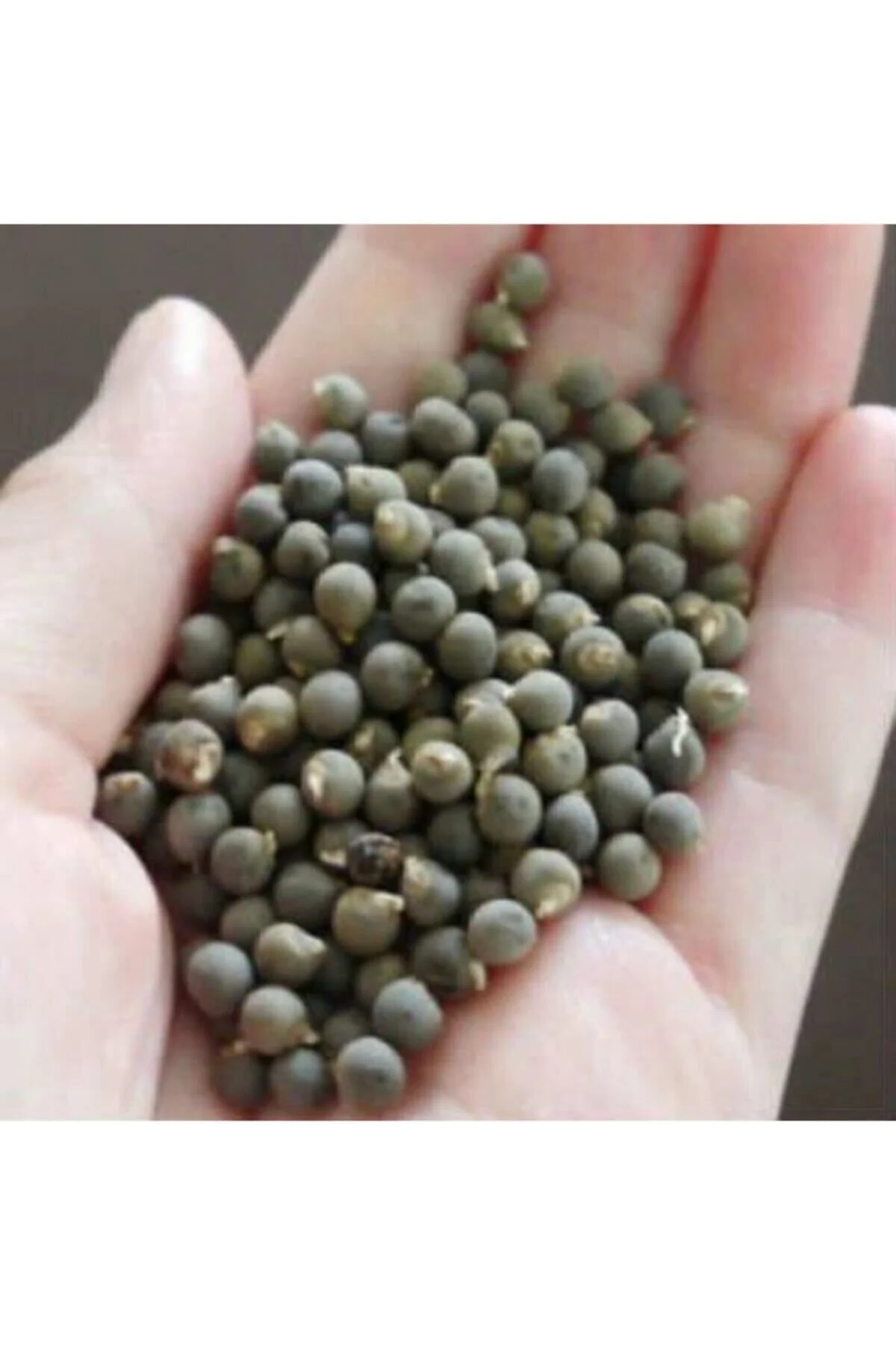 Bamya Tohumu Yerli 1 Kg (ilaçsız- Yenilebilir) 1. Kalite Yeni Mah