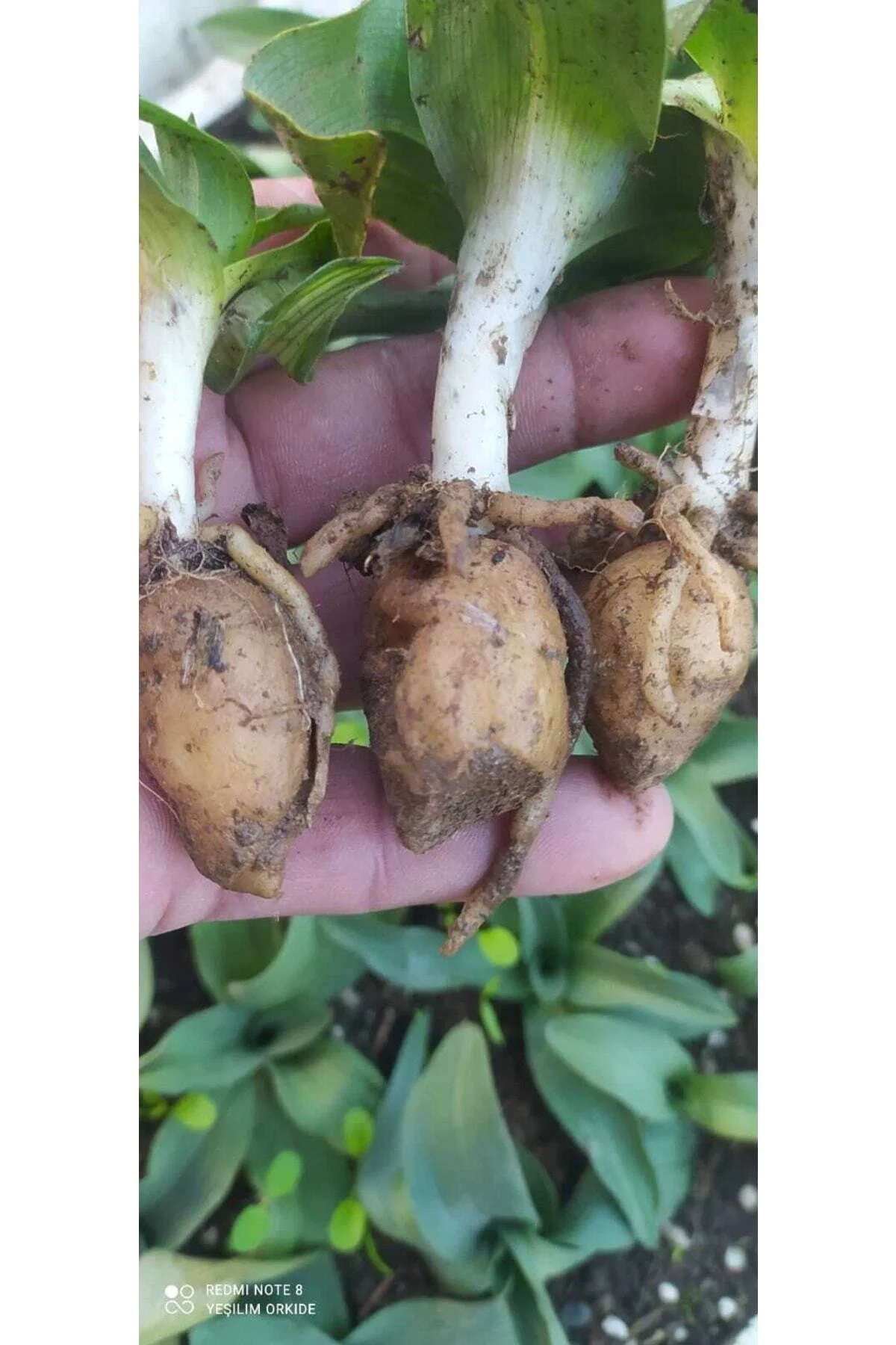 Barliga Robertina Salep Fidesi 50 Adet