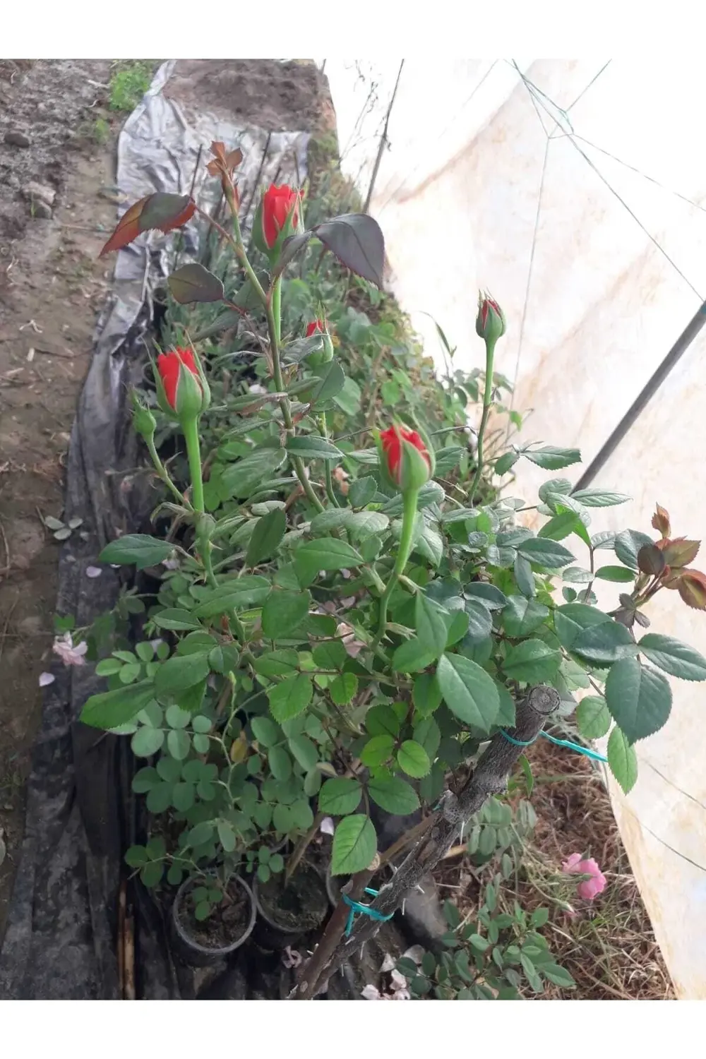 Baston Gül Fidanı Saksılı