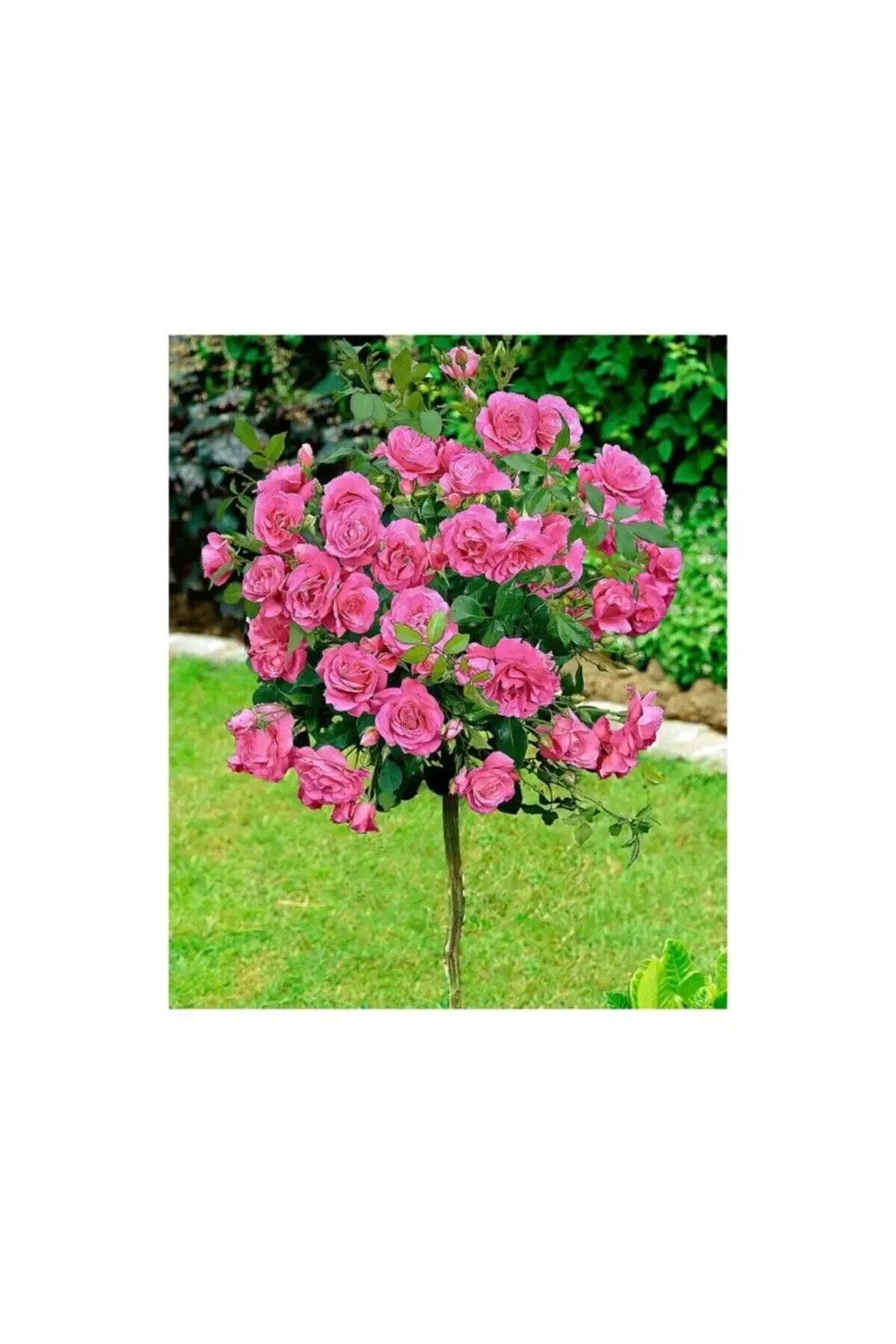 Baston Gülü Pembe 100-120 Cm Saksılı 3 Adet