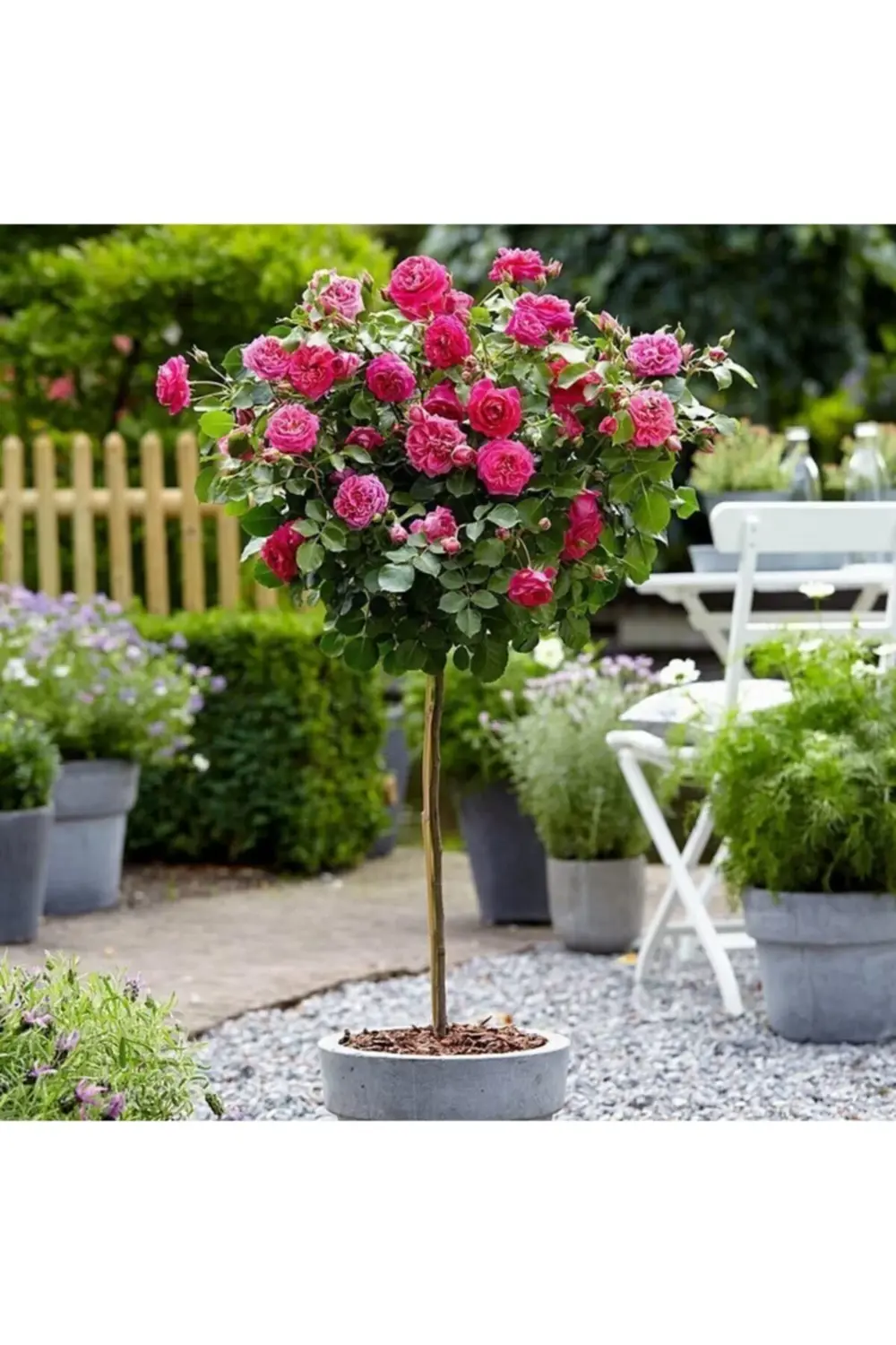 Baston Gülü Pembe 100-120 cm Saksılı