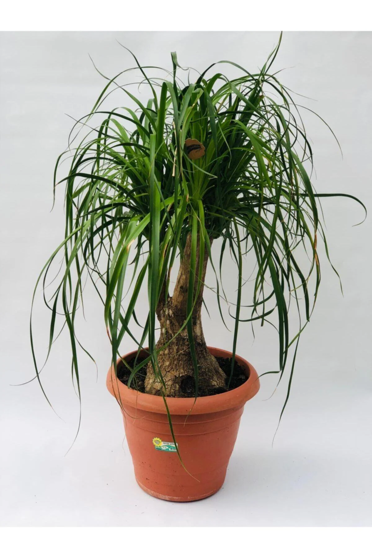 Beaucarnea Recurvata Nolina Bitkisi