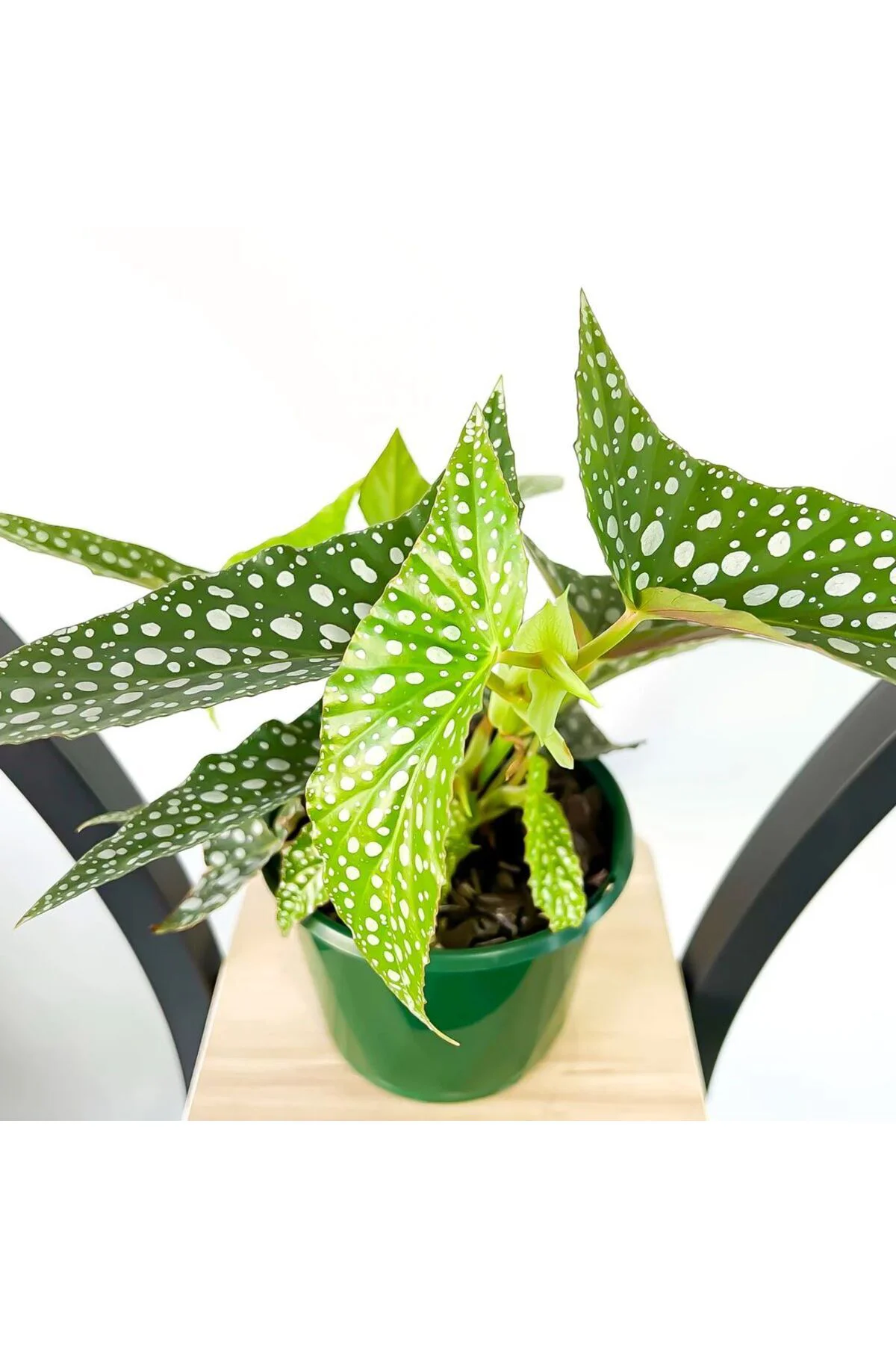 Begonia Angel Wings - Çilli Begonya 30-40 cm