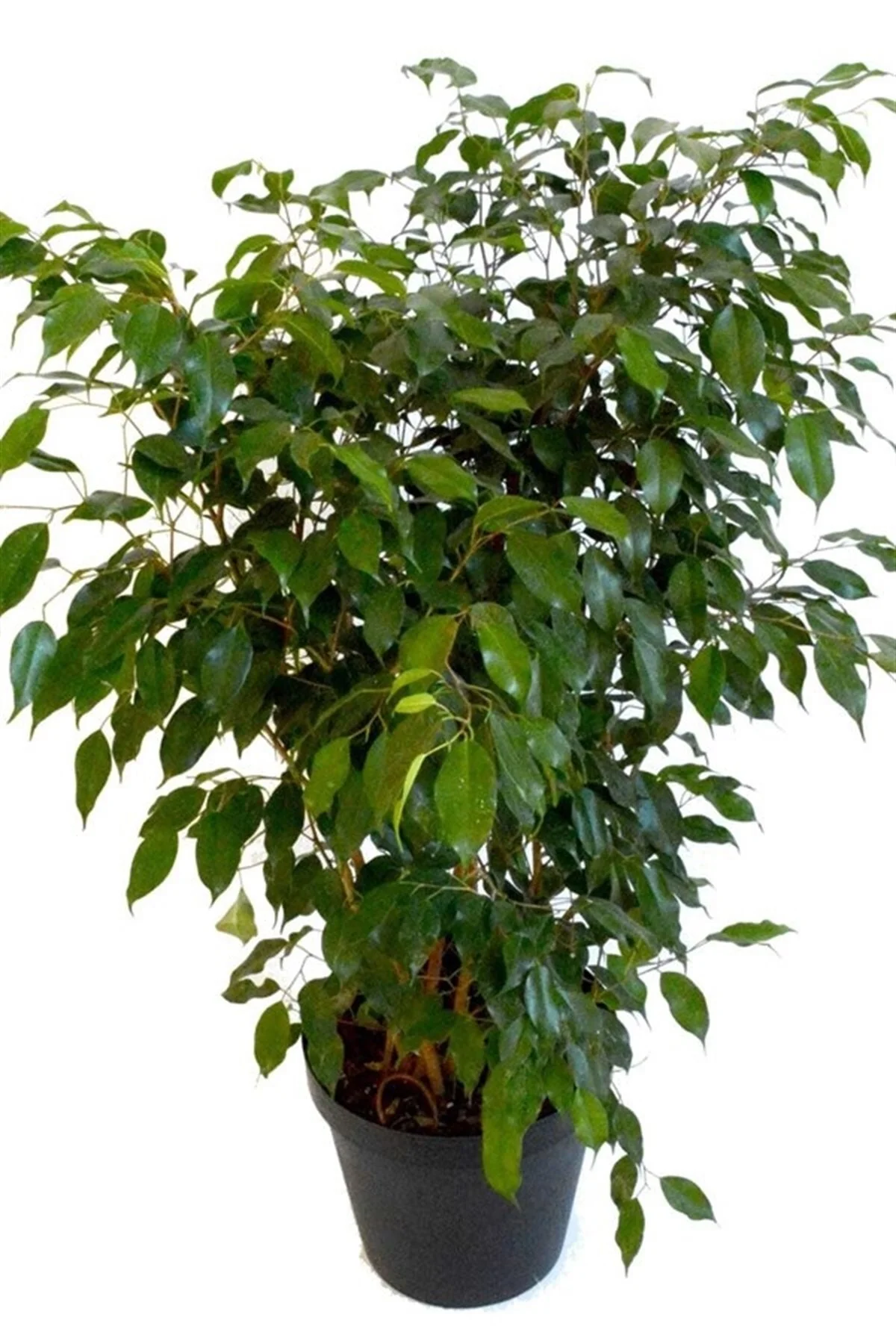 Benjamin (100~125 Cm) Benjamin (100~125 Cm)