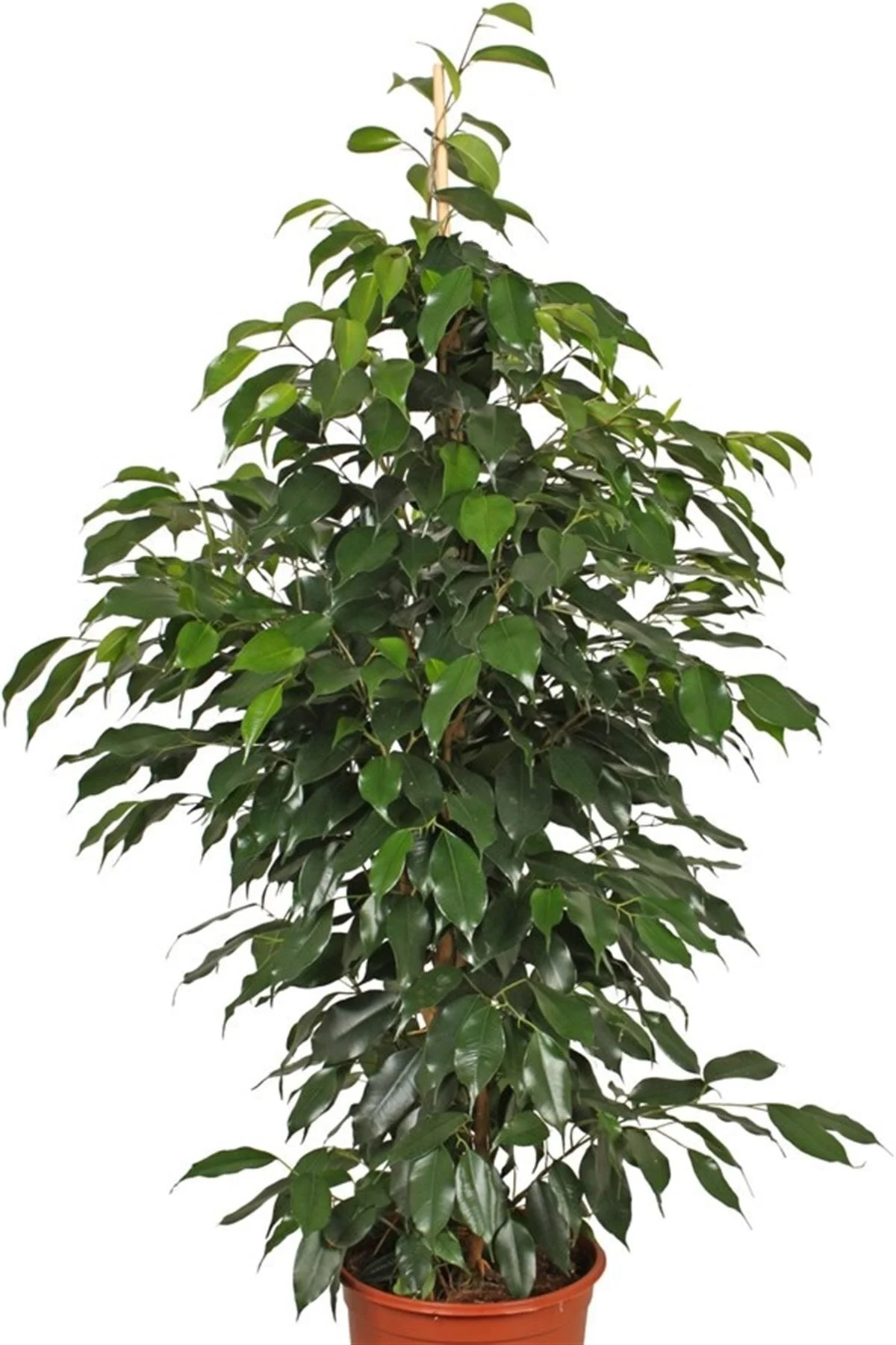 Benjamin (100~125 Cm) Benjamin (100~125 Cm) - Görsel 3