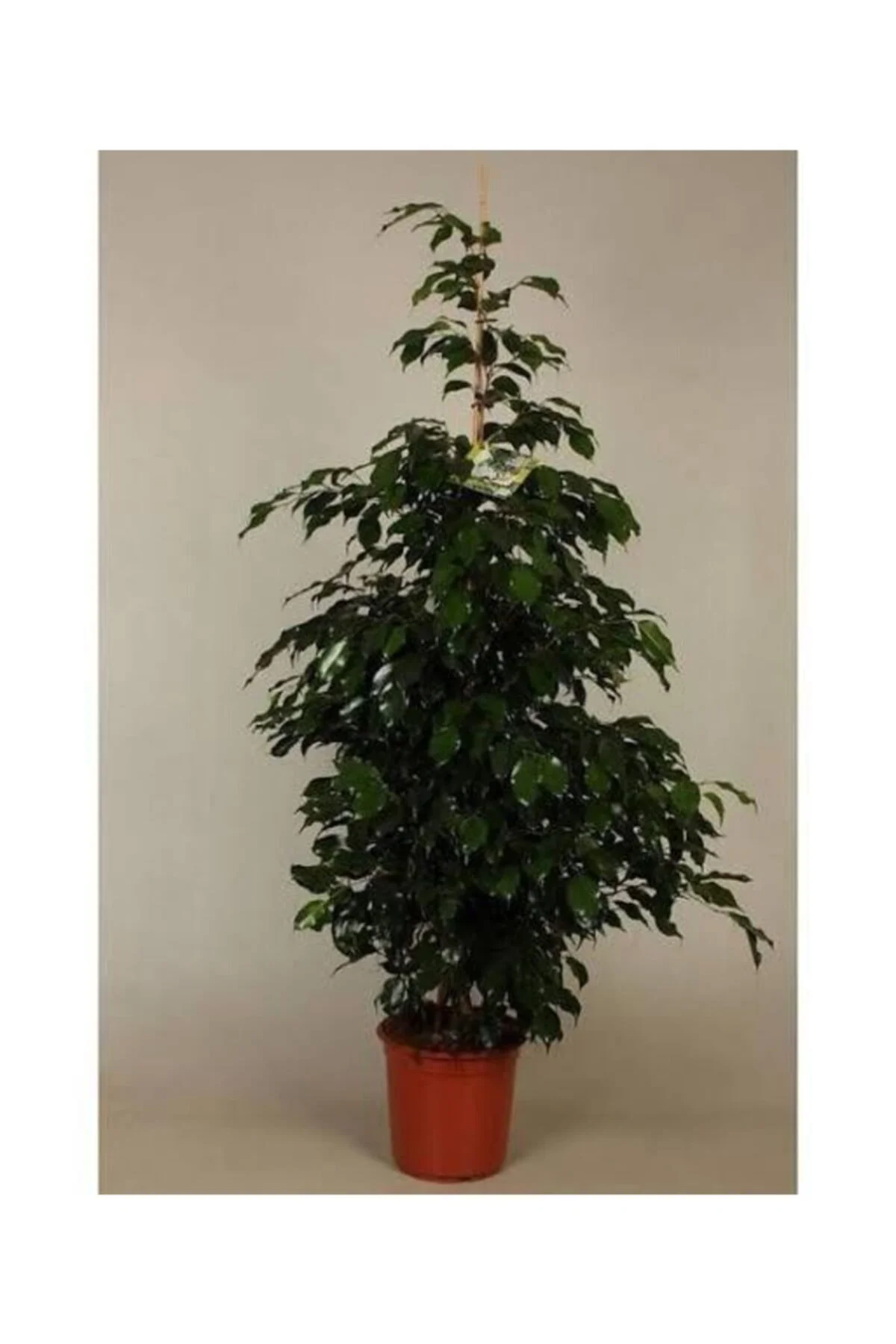 Benjamin 40 /60 cm 1. Kalite Benjamin 40 /60 cm 1. Kalite