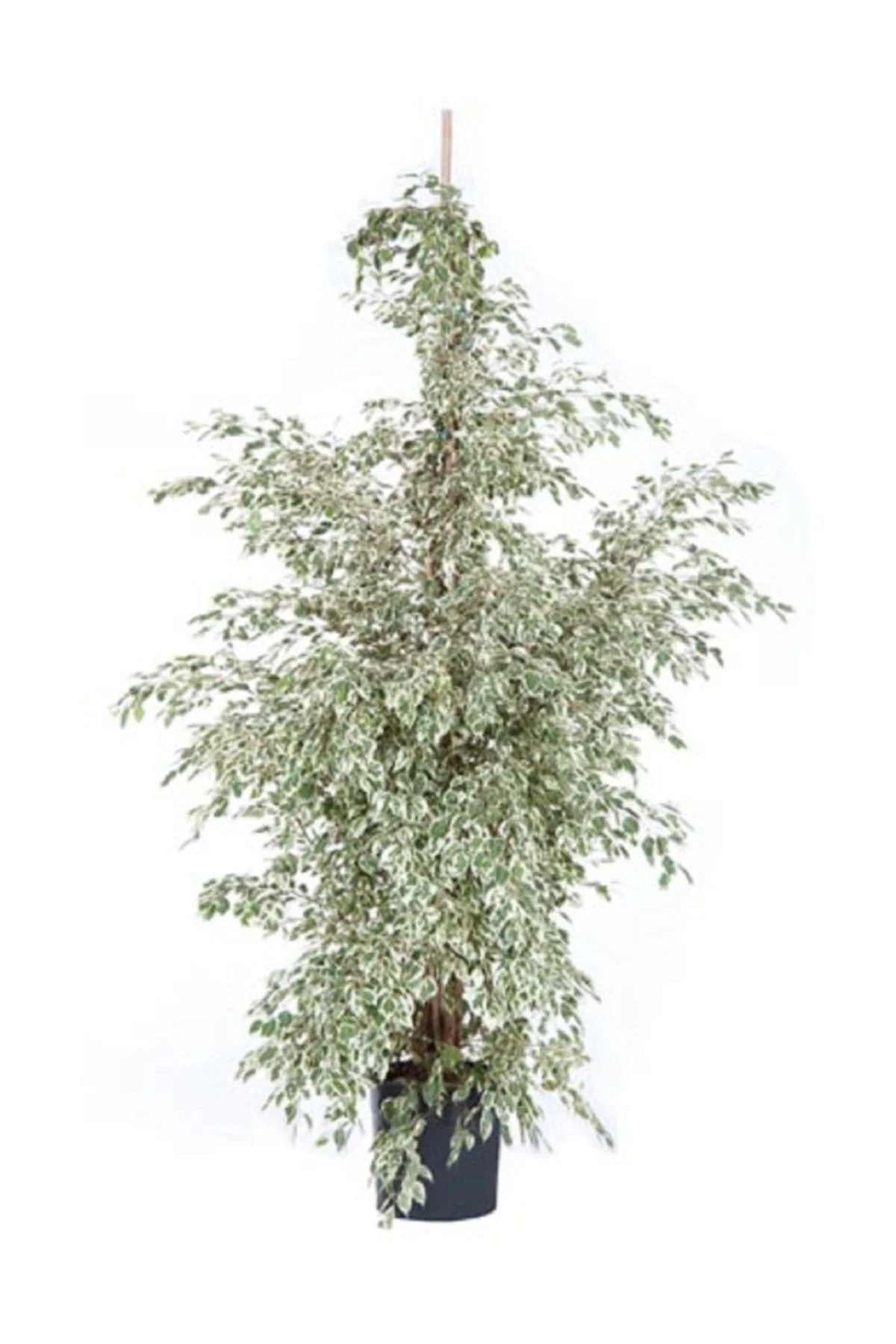 Benjamin Bitkisi 110 120 Cm Benjamin Ficus Starlight Ev Bitkisi Ofis Bitkisi Salon Bitkisi