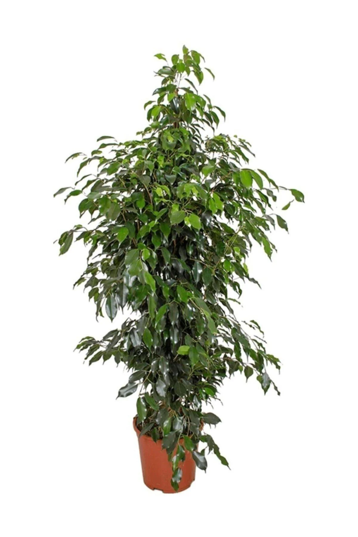 Benjamin Bitkisi 130 140 Cm Ficus Benjamina Danielle Salon Bitkisi Ofis Bitkisi Ev Bitkisi