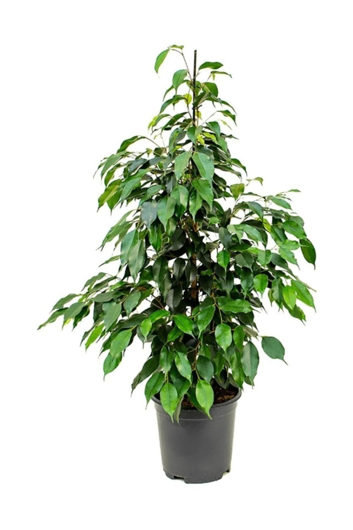 Benjamin Bitkisi 60-70 cm Ficus Benjamina Danielle Salon Bitkisi Ofis Bitkisi Ev Bitkisi
