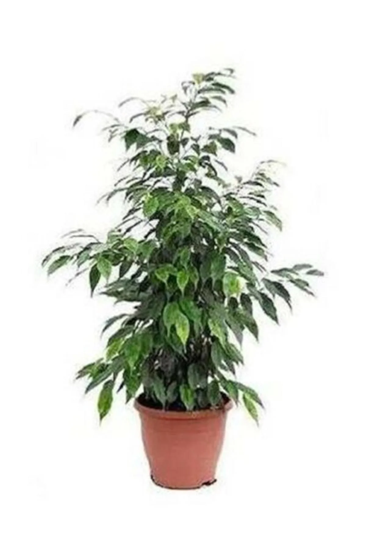 Benjamin Bitkisi 60 80 Cm Ficus Benjamina Ofis Bitkisi Ev Bitkisi Salon Bitkisi