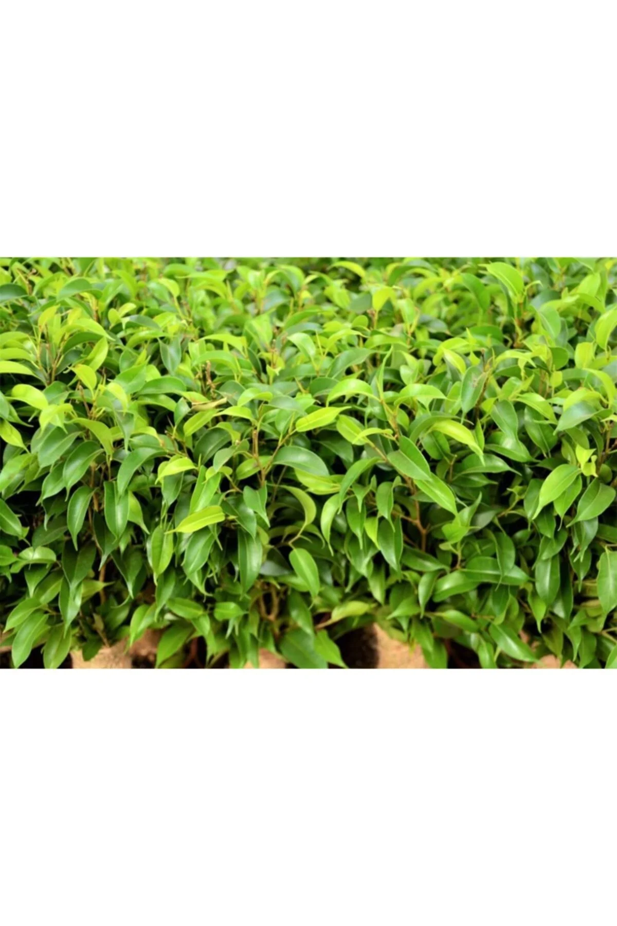Benjamin Bitkisi (ficus Benjamina) Salon Bitkisi 70-110 cm Benjamin Bitkisi (ficus Benjamina) Salon Bitkisi 70-110 cm - Görsel 2