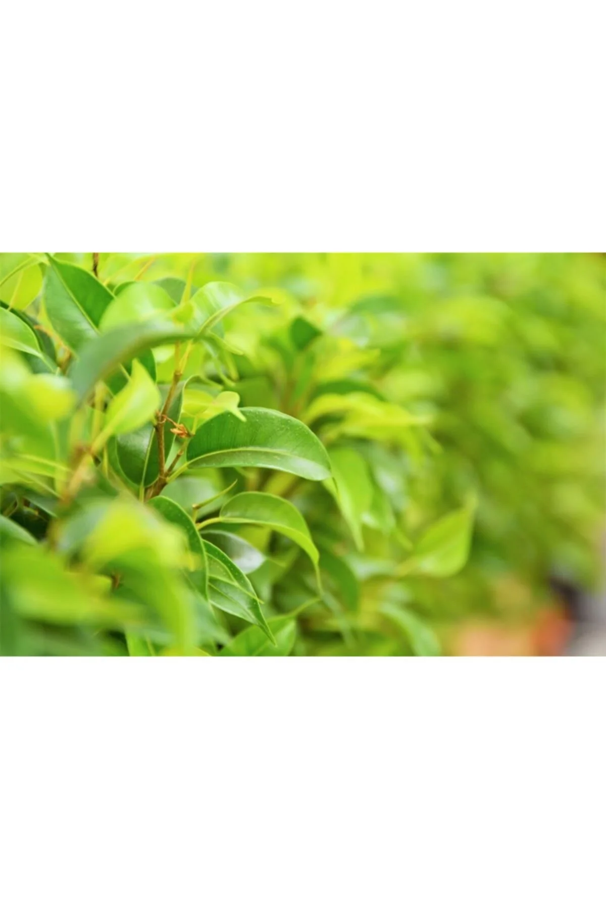 Benjamin Bitkisi (ficus Benjamina) Salon Bitkisi 70-110 cm Benjamin Bitkisi (ficus Benjamina) Salon Bitkisi 70-110 cm - Görsel 3