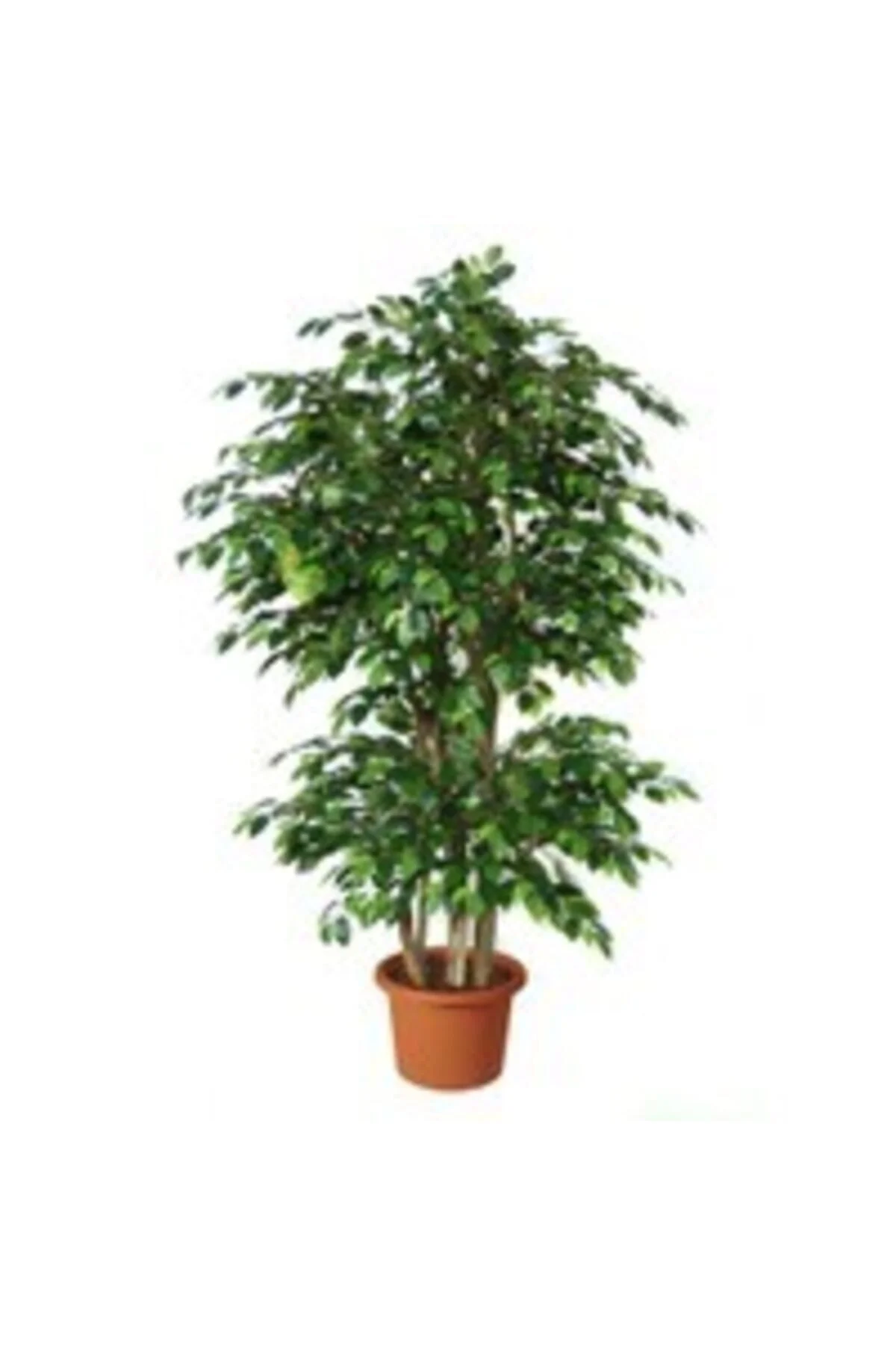 Benjamin Bitkisi Ficus Benjamin 100cm Benjamin Bitkisi Ficus Benjamin 100cm