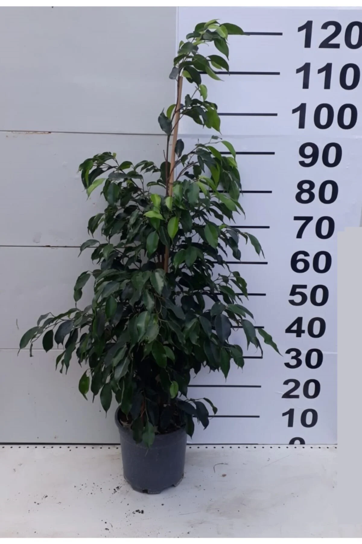Benjamin Bitkisi (ficus Benjamina) Salon Bitkisi 70-110 cm Benjamin Bitkisi (ficus Benjamina) Salon Bitkisi 70-110 cm - Görsel 5
