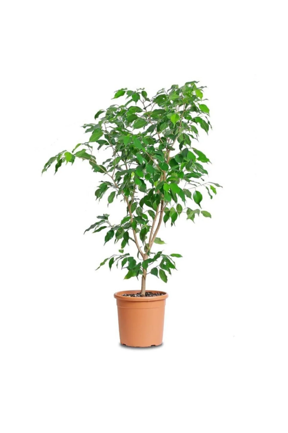 Benjamin Bitkisi (ficus Benjamina) Salon Bitkisi 70-110 cm Benjamin Bitkisi (ficus Benjamina) Salon Bitkisi 70-110 cm