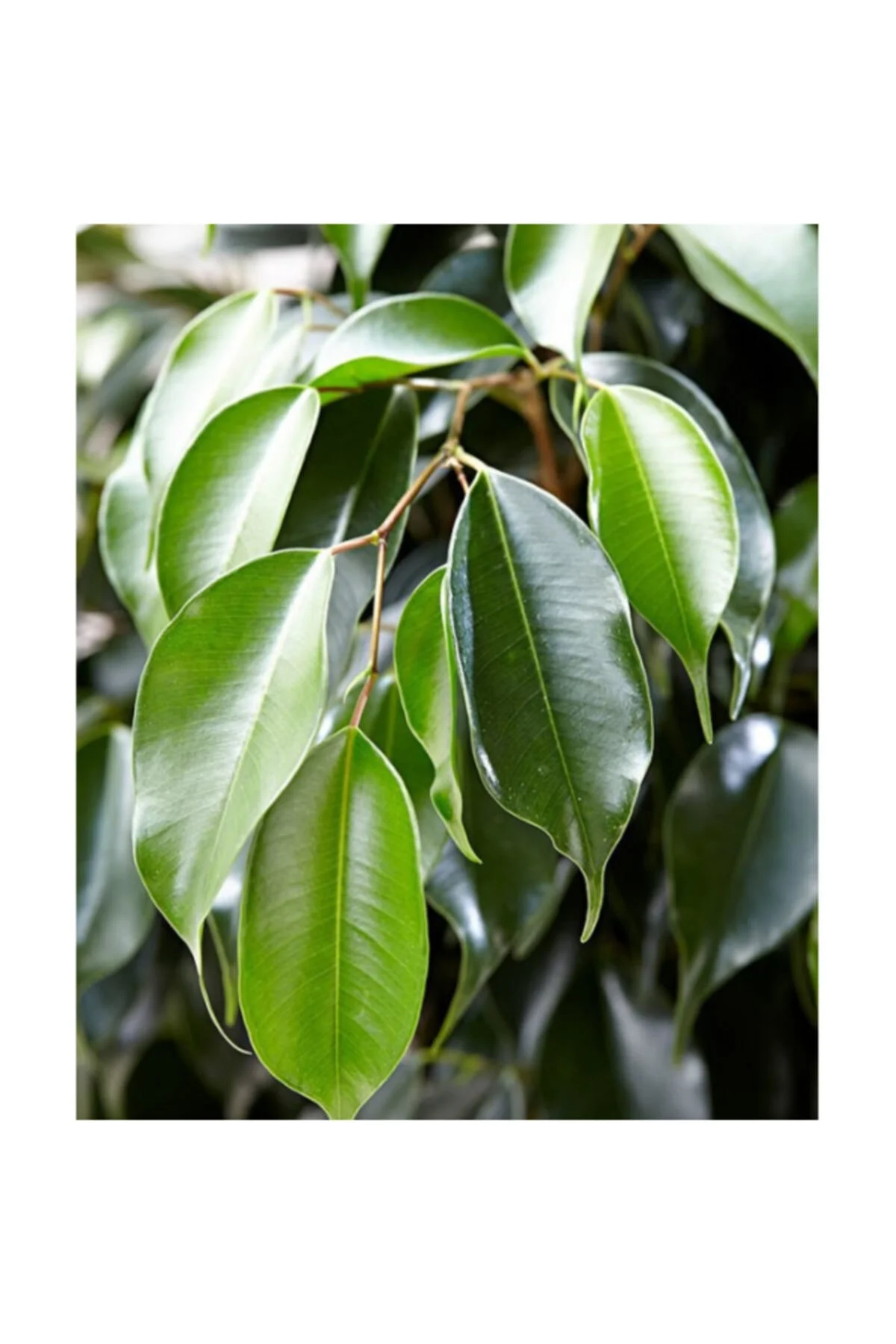 Benjamin Bitkisi (ficus Benjamina) Salon Bitkisi 70-110 cm Benjamin Bitkisi (ficus Benjamina) Salon Bitkisi 70-110 cm - Görsel 4
