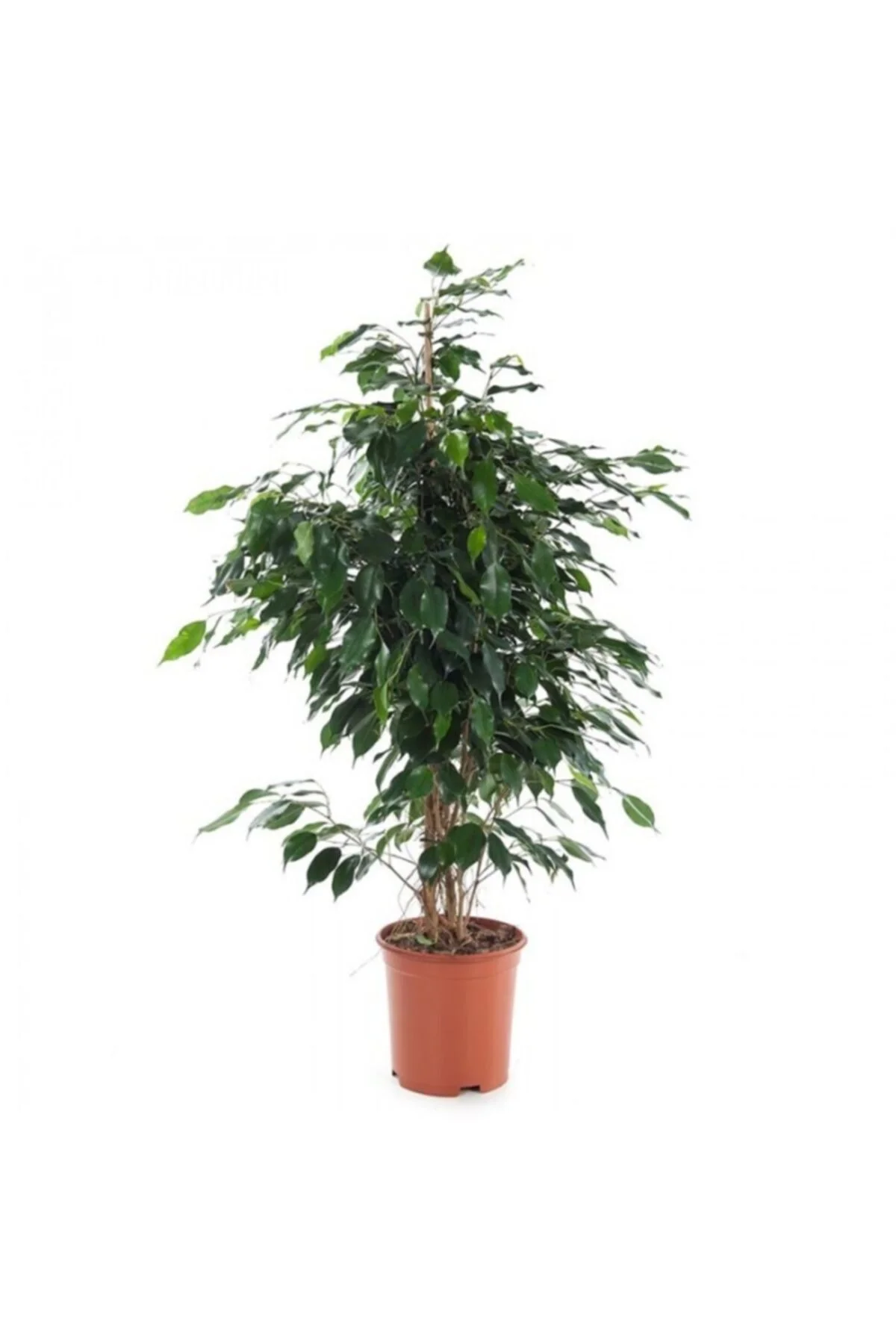 Benjamin Çiçeği 50-60 Cm Saksılı Benjamin Çiçeği 50-60 Cm Saksılı - Görsel 2