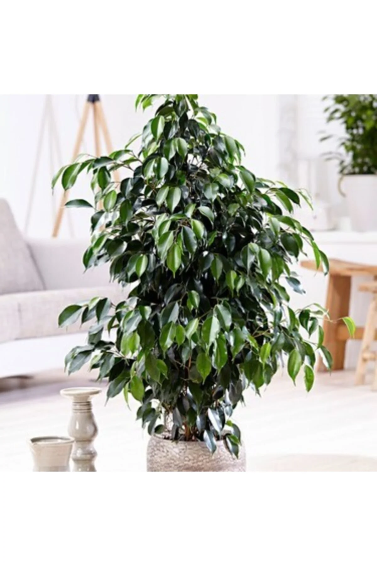 Benjamin Çiçeği 50-60 Cm Saksılı Benjamin Çiçeği 50-60 Cm Saksılı